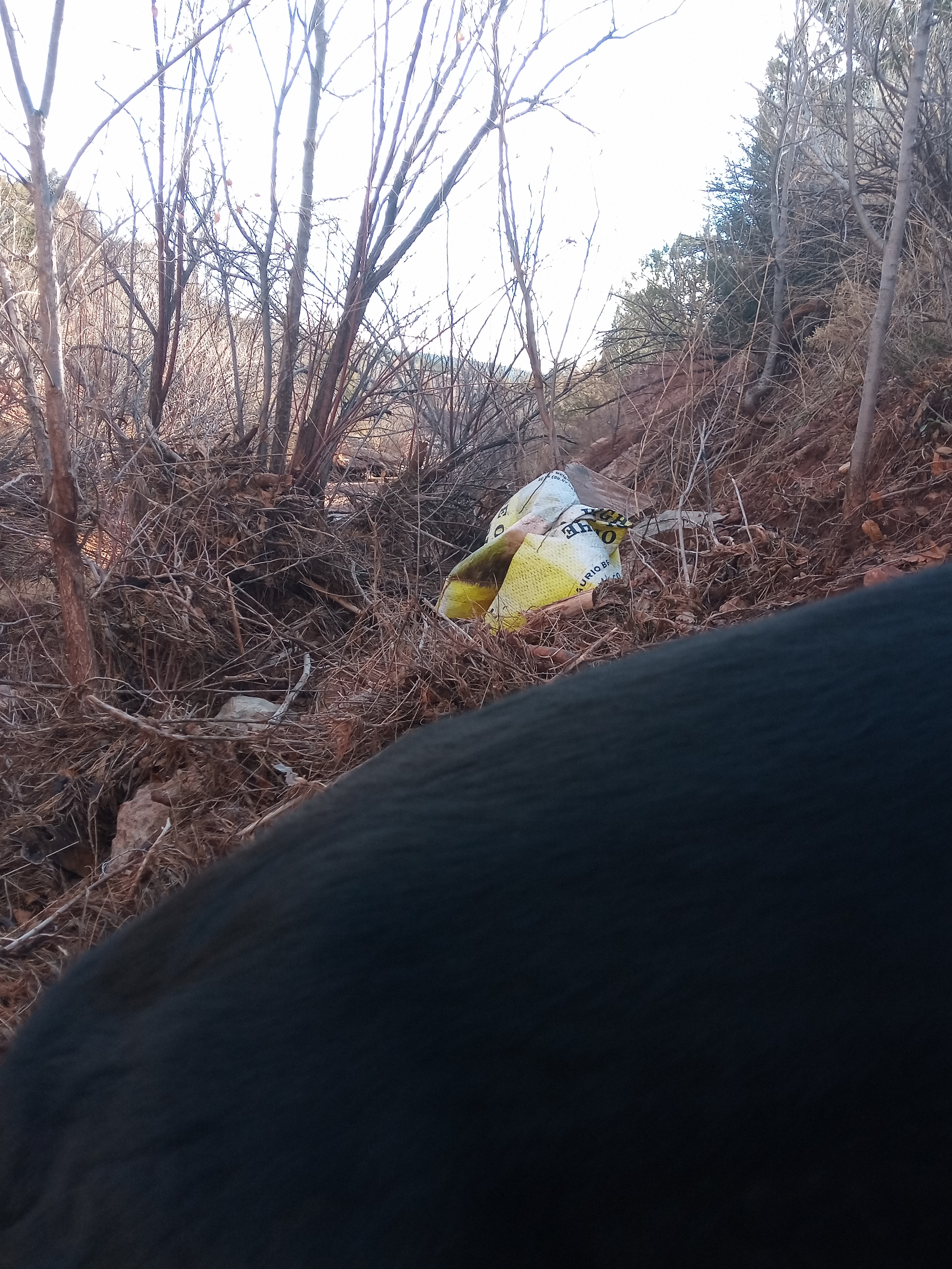 Raw animal camera upload (unprocessed). File: mot-det-20251228-085328.jpg.