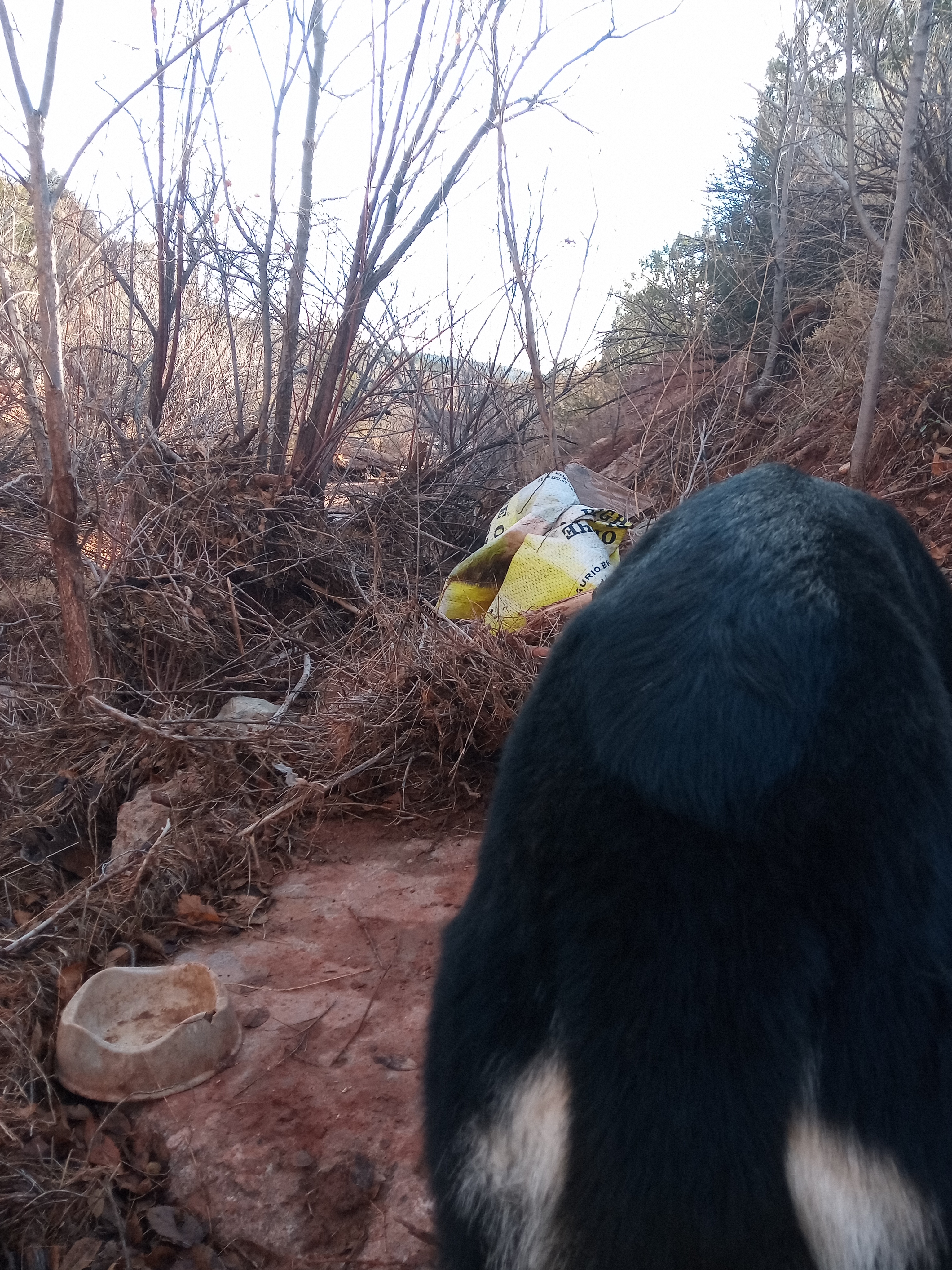 Raw animal camera upload (unprocessed). File: mot-det-20251228-085331.jpg.