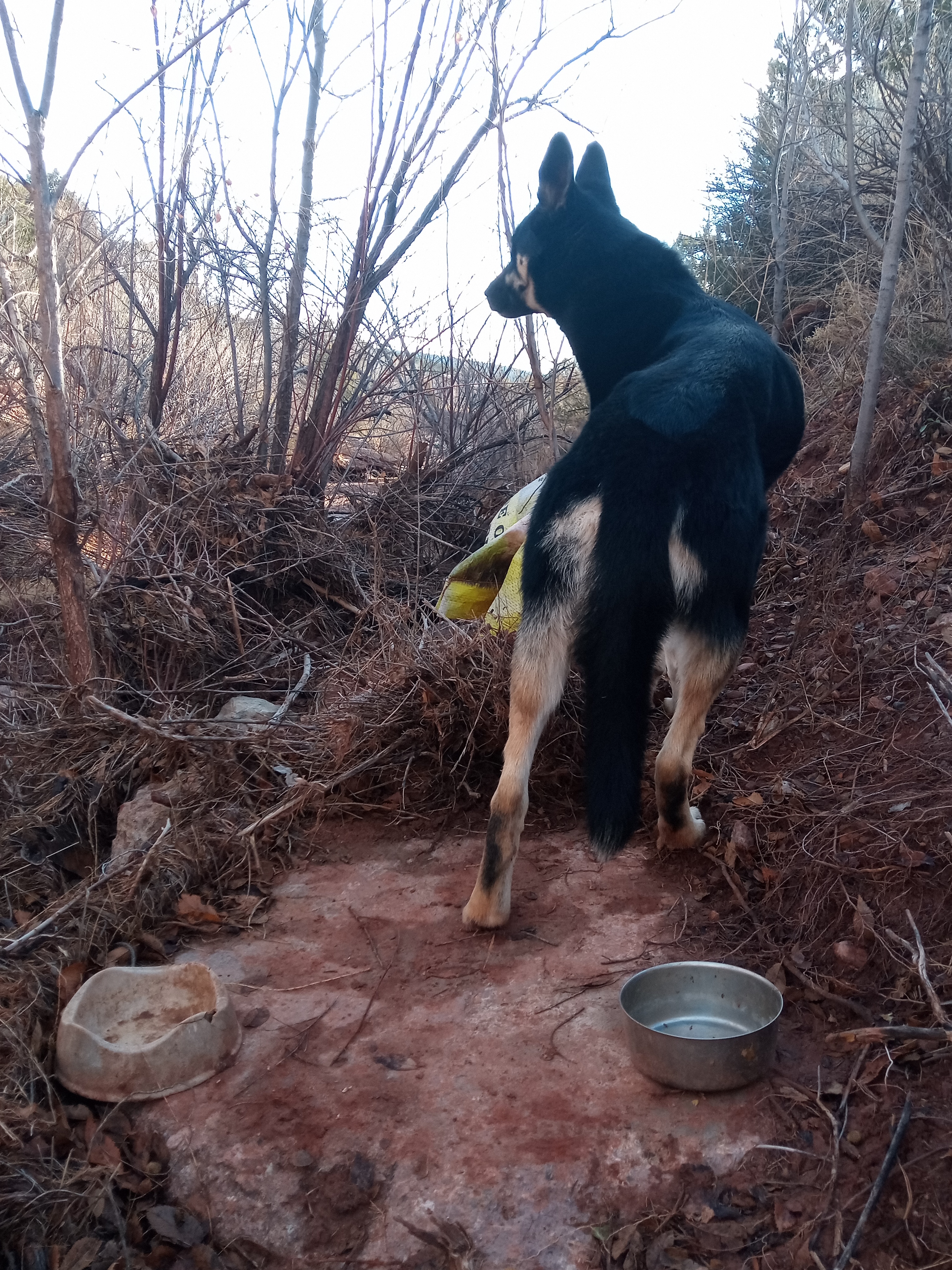 Raw animal camera upload (unprocessed). File: mot-det-20251228-085344.jpg.