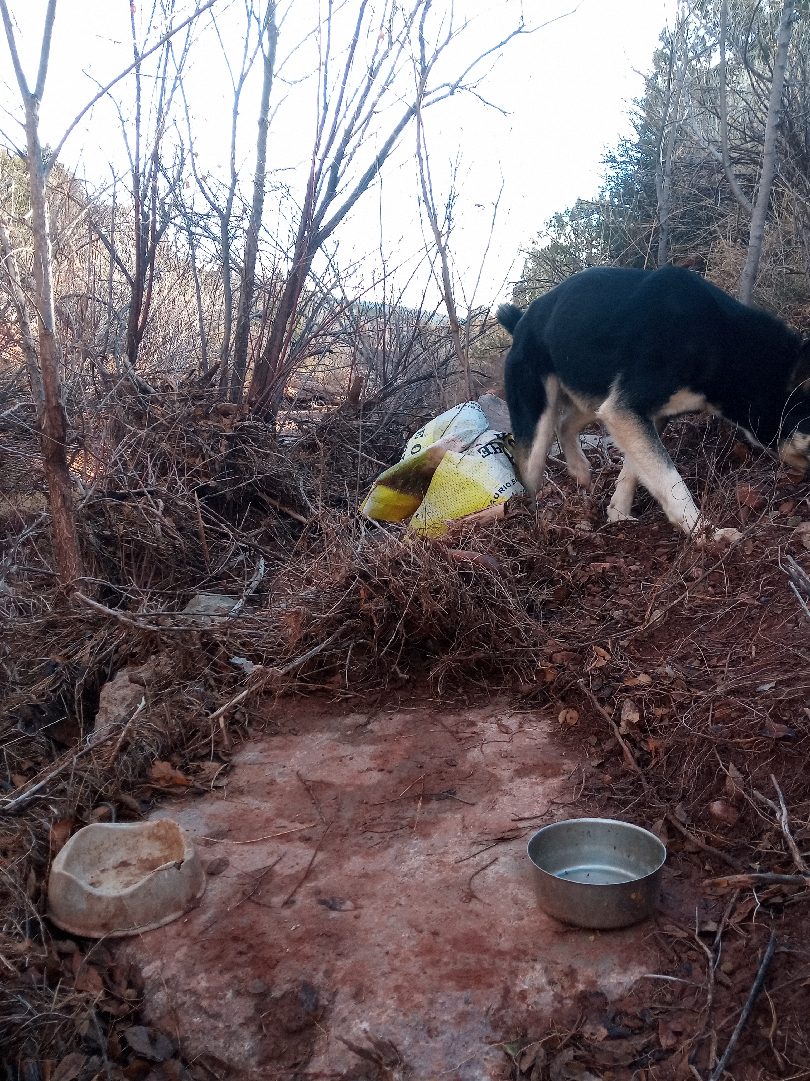 Raw animal camera upload (unprocessed). File: mot-det-20251228-085407.jpg.