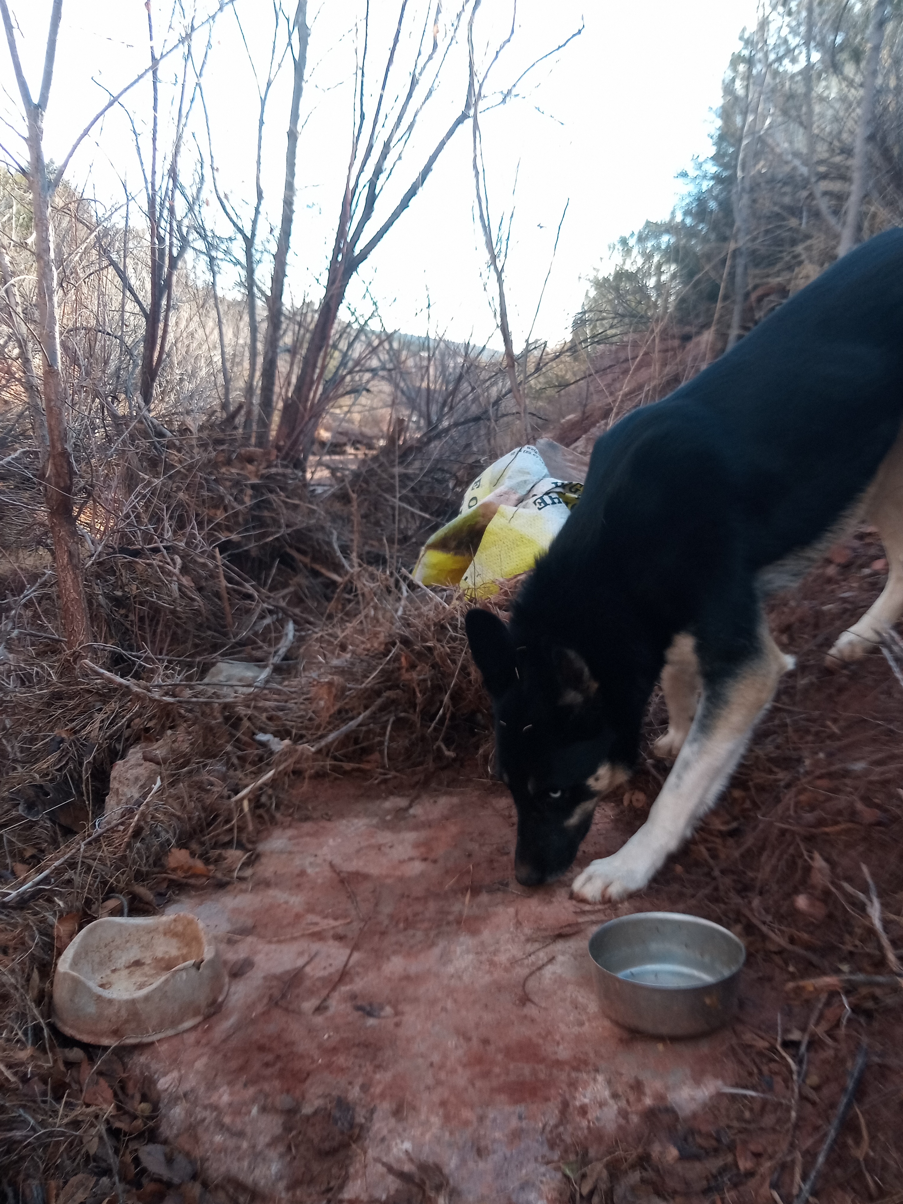 Raw animal camera upload (unprocessed). File: mot-det-20251228-085418.jpg.