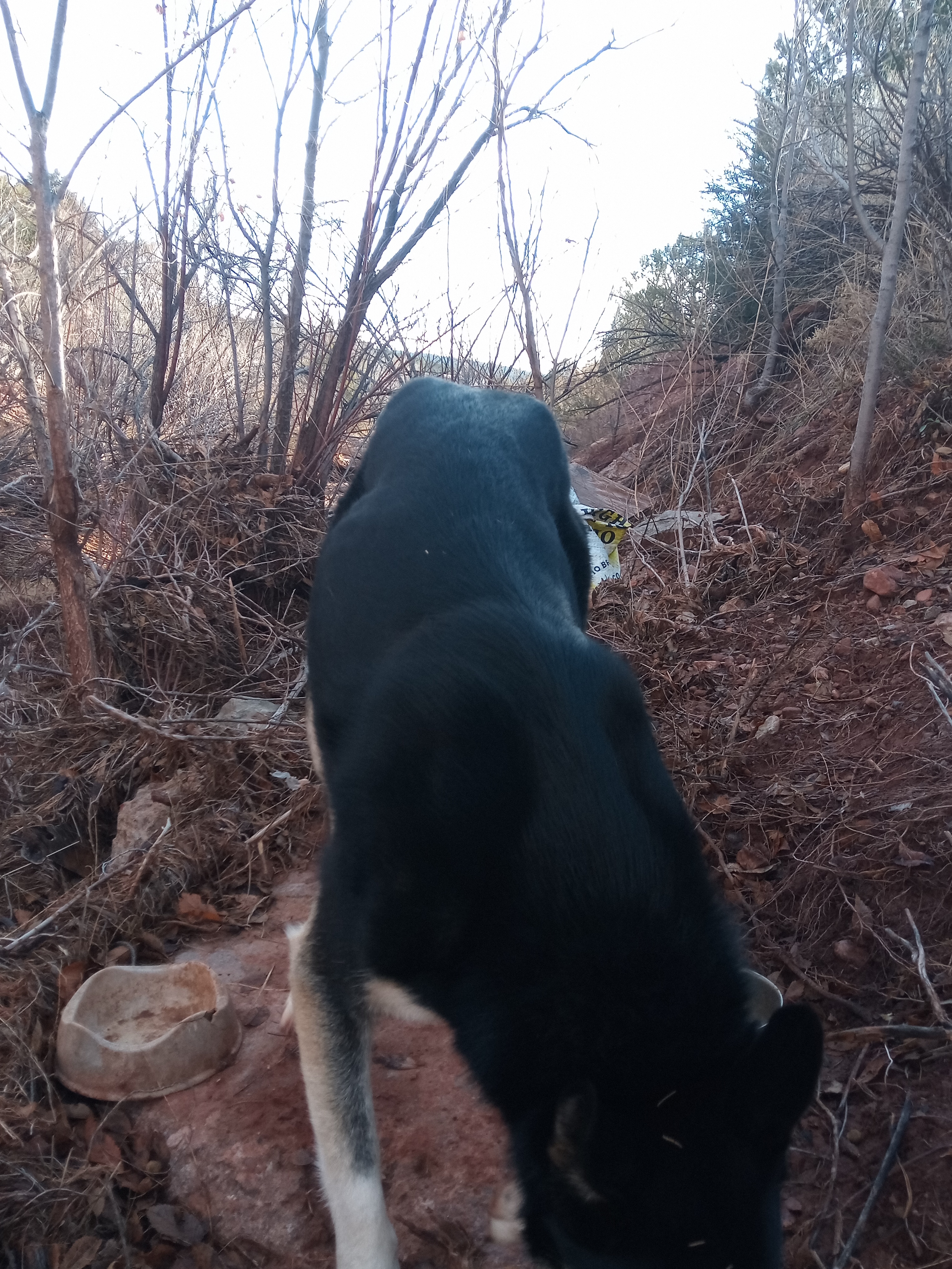 Raw animal camera upload (unprocessed). File: mot-det-20251228-085421.jpg.