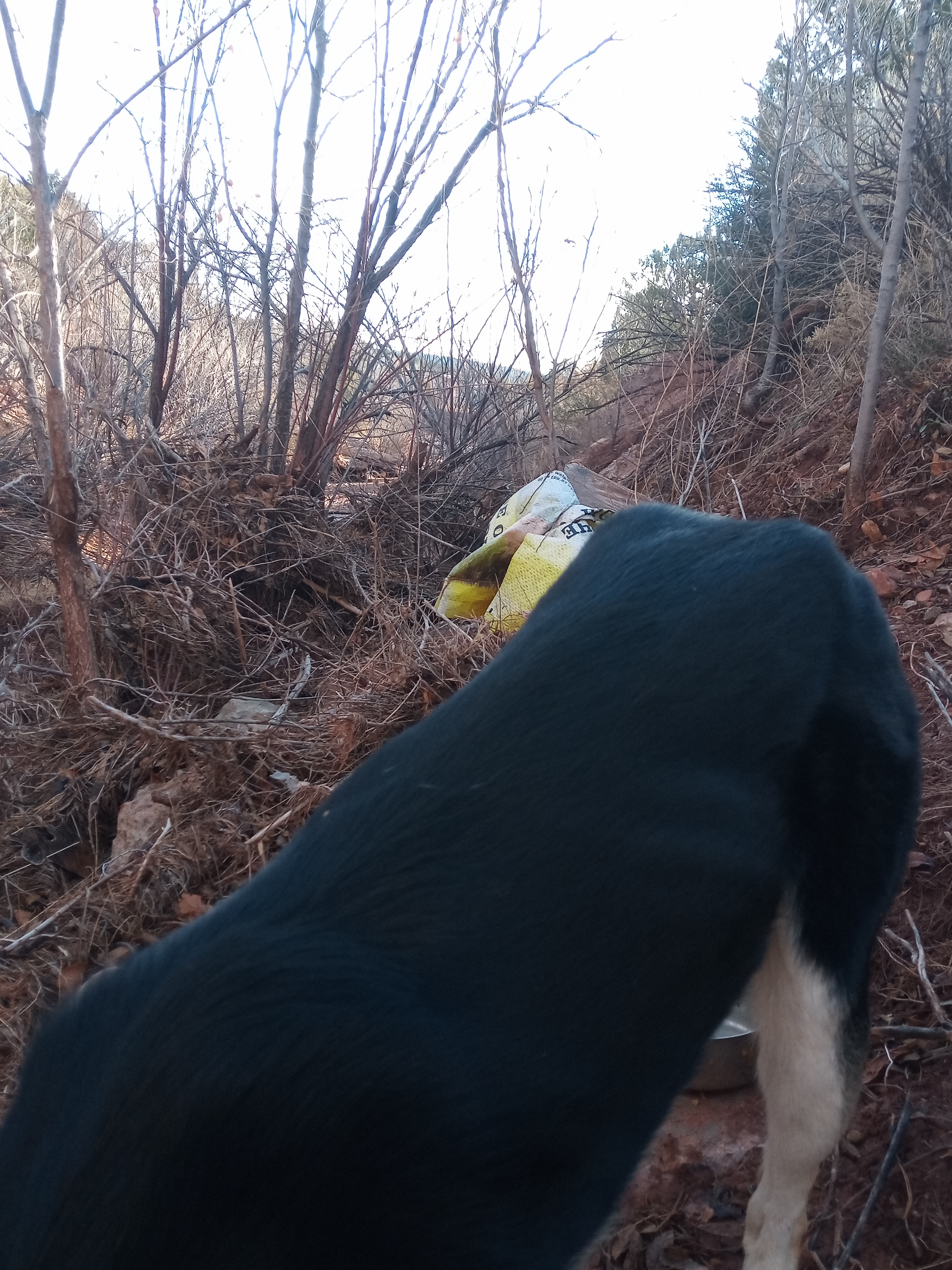 Raw animal camera upload (unprocessed). File: mot-det-20251228-085432.jpg.