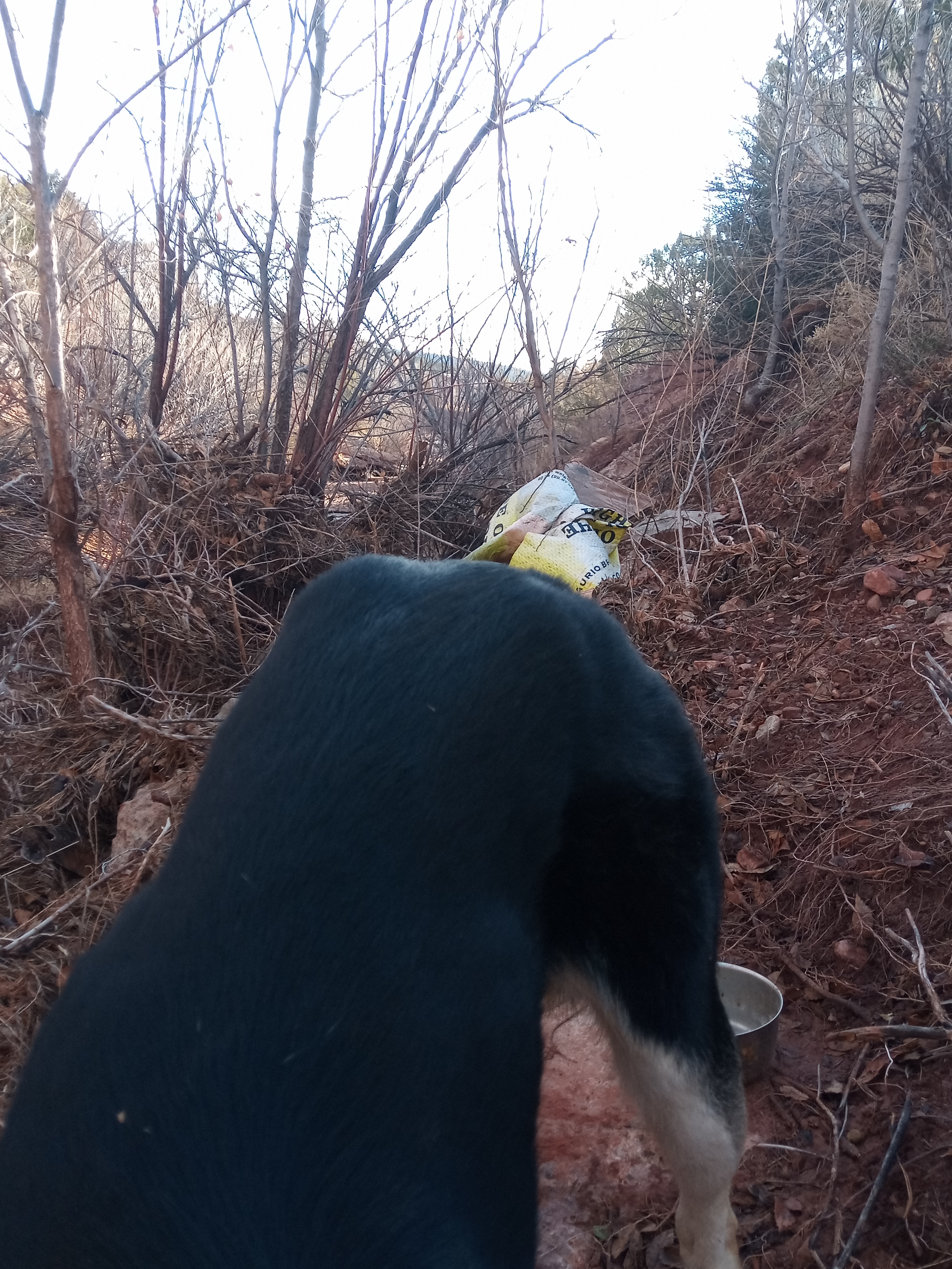 Raw animal camera upload (unprocessed). File: mot-det-20251228-085436.jpg.