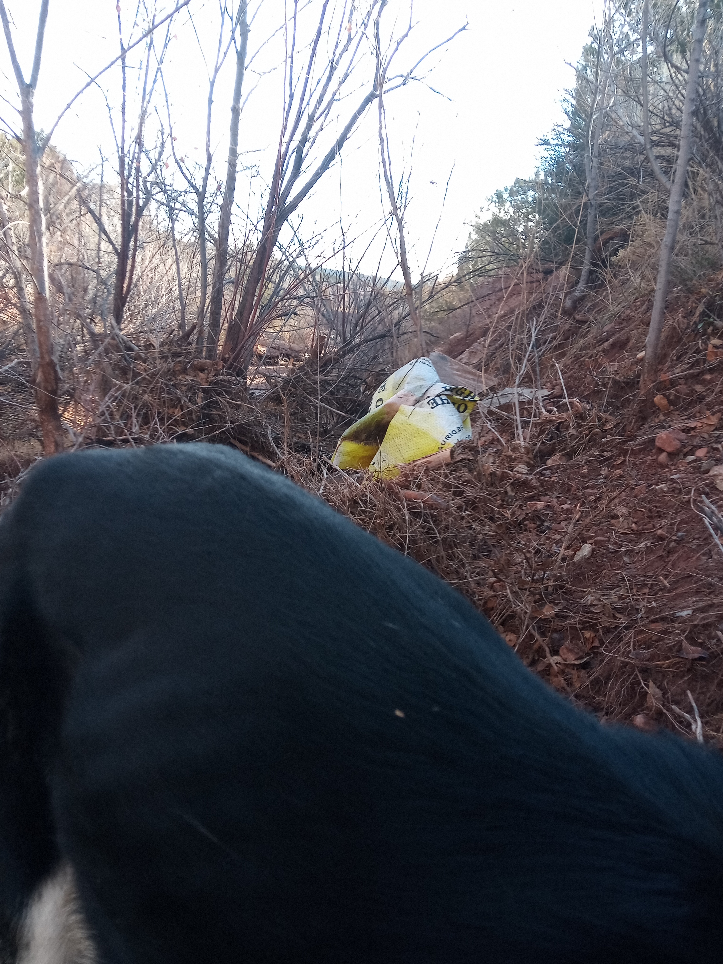 Raw animal camera upload (unprocessed). File: mot-det-20251228-085439.jpg.