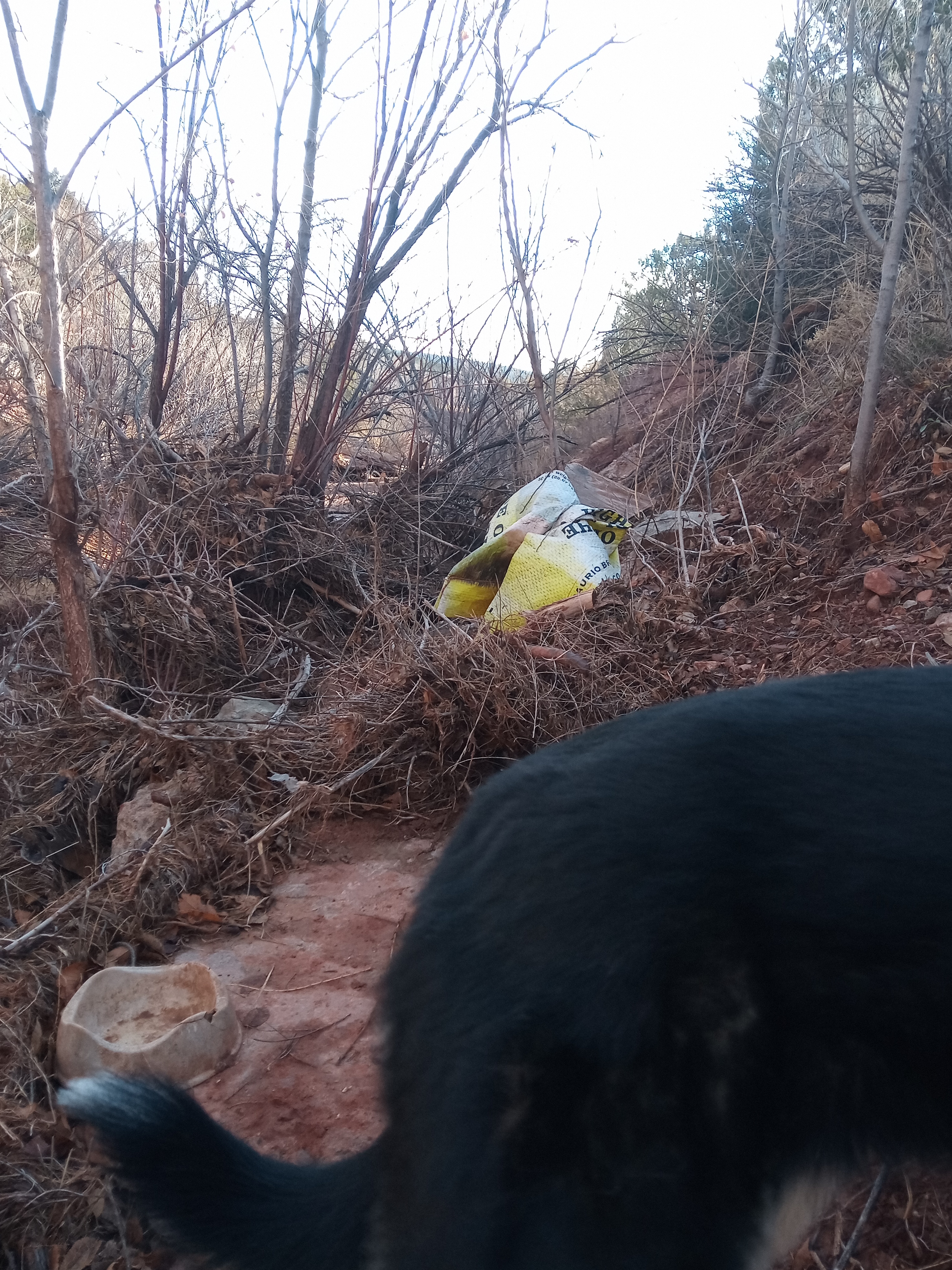 Raw animal camera upload (unprocessed). File: mot-det-20251228-085449.jpg.