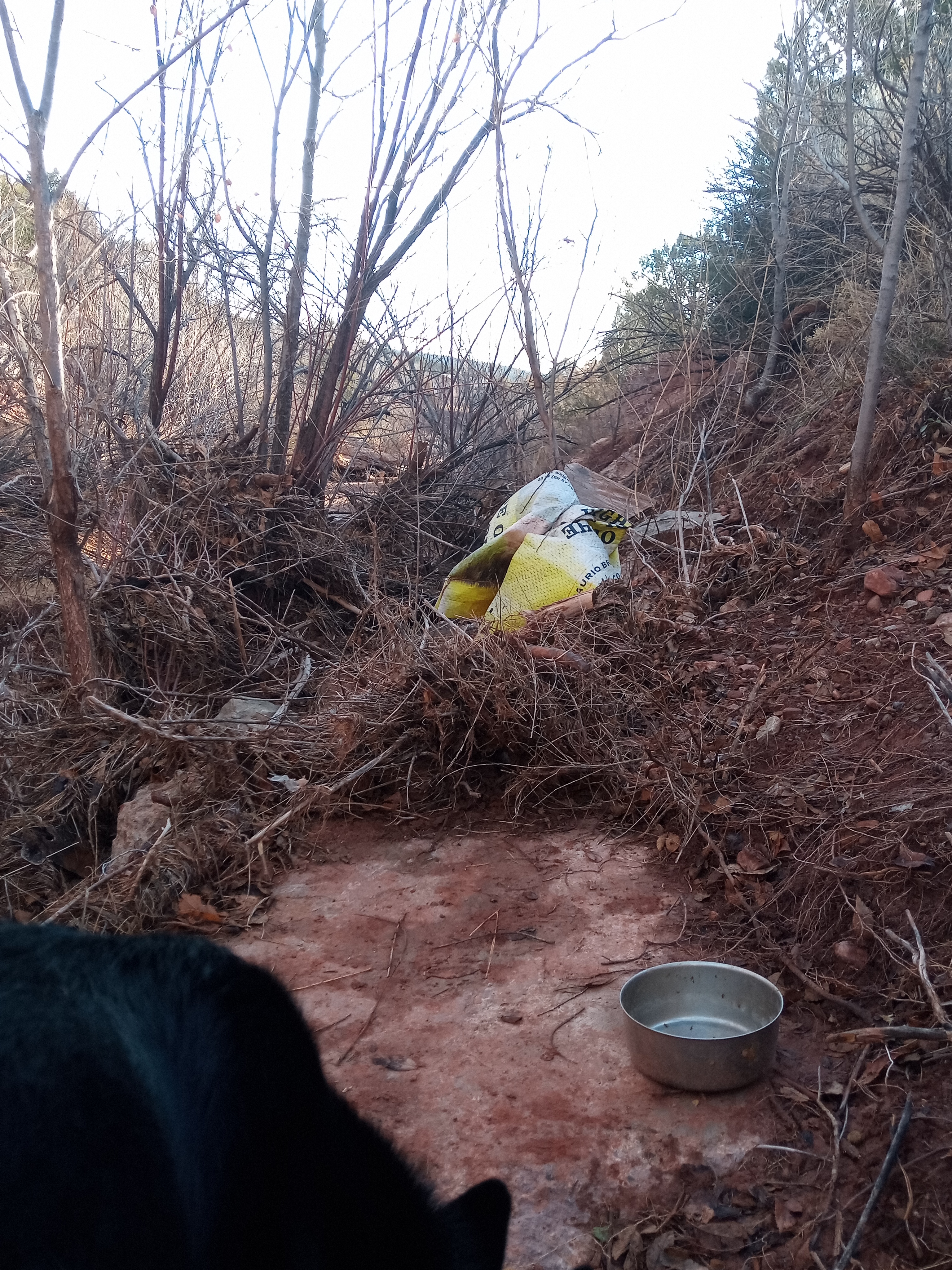 Raw animal camera upload (unprocessed). File: mot-det-20251228-085546.jpg.