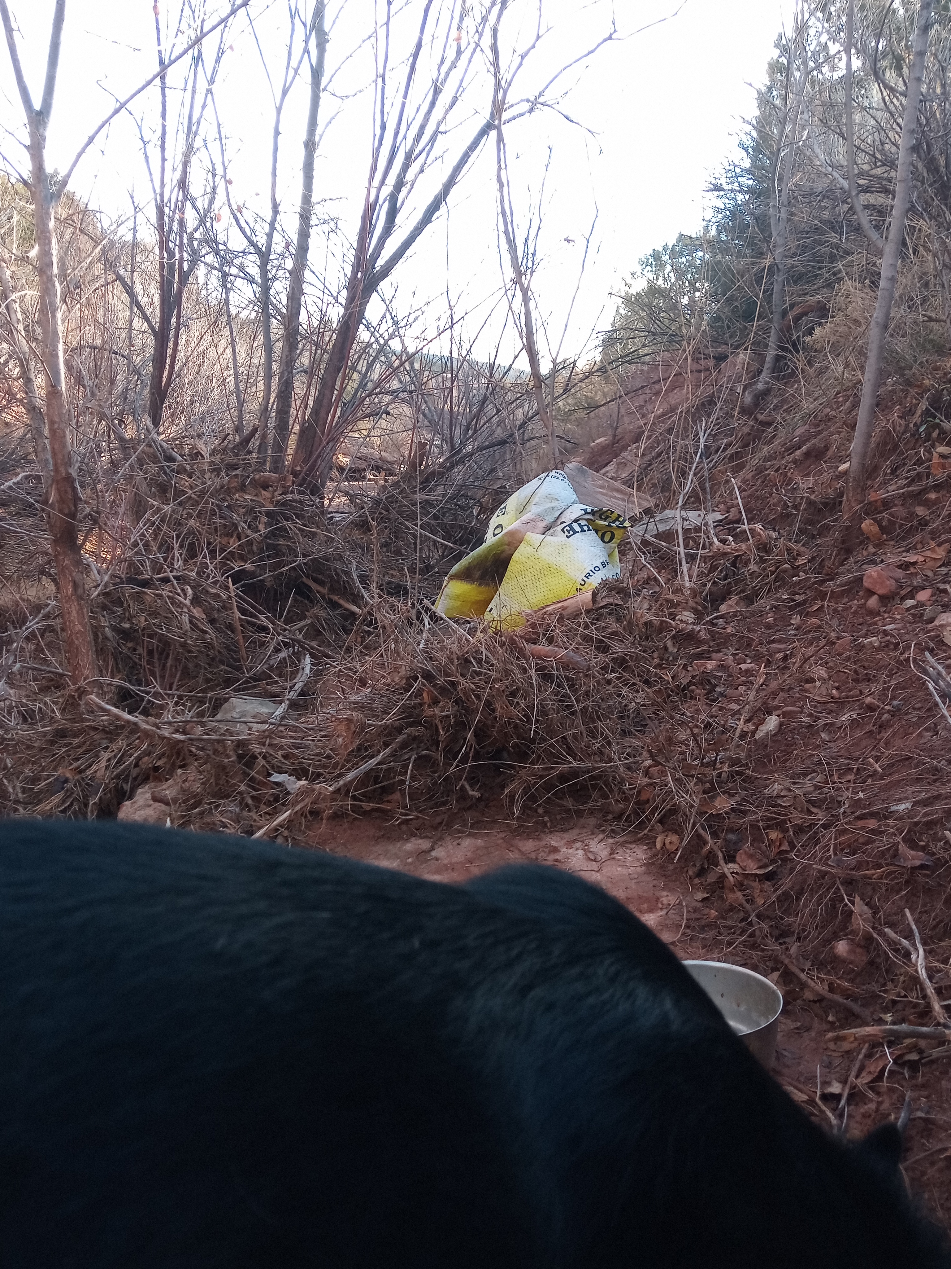 Raw animal camera upload (unprocessed). File: mot-det-20251228-085552.jpg.