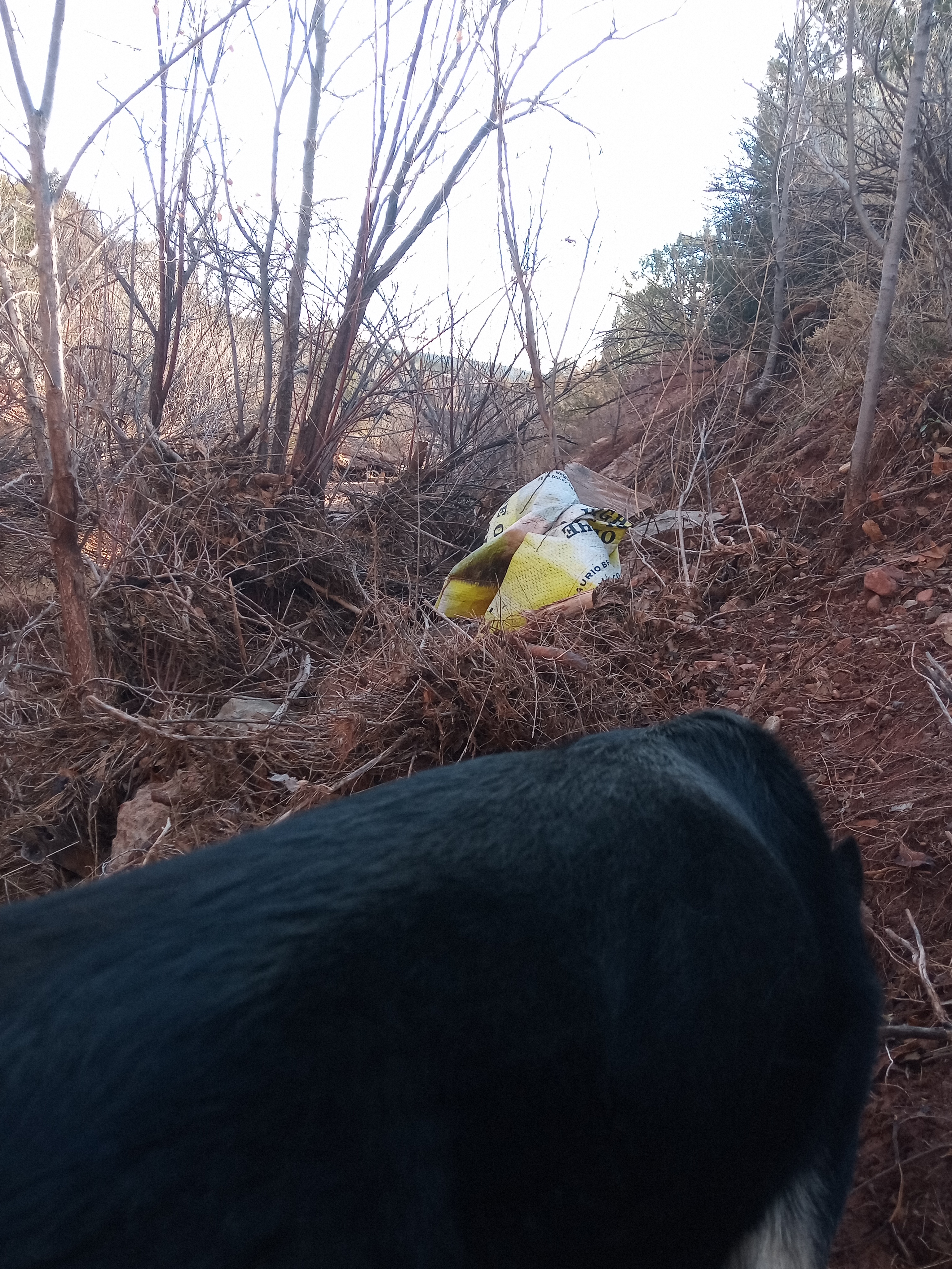 Raw animal camera upload (unprocessed). File: mot-det-20251228-085604.jpg.