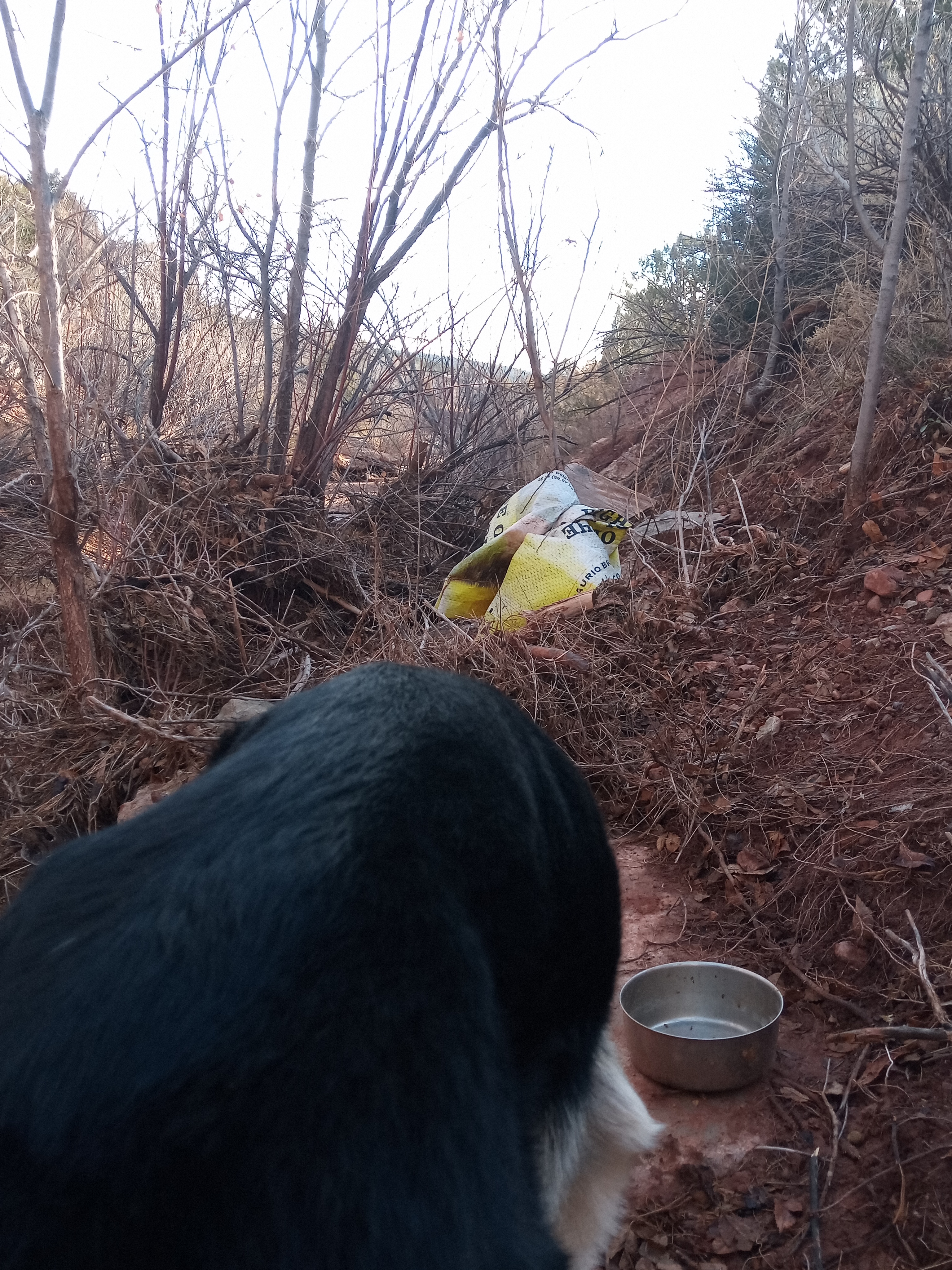 Raw animal camera upload (unprocessed). File: mot-det-20251228-085613.jpg.