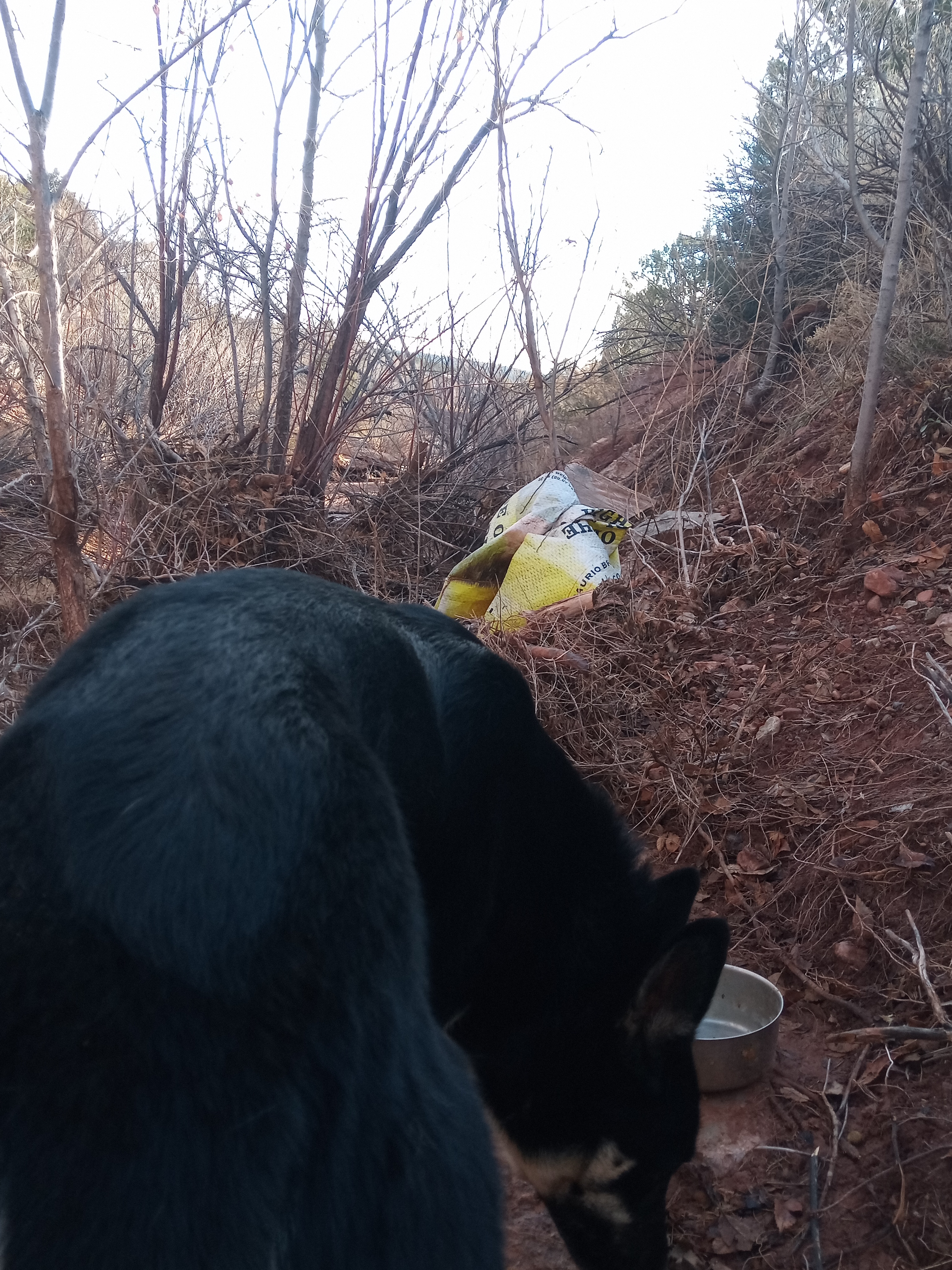 Raw animal camera upload (unprocessed). File: mot-det-20251228-085624.jpg.