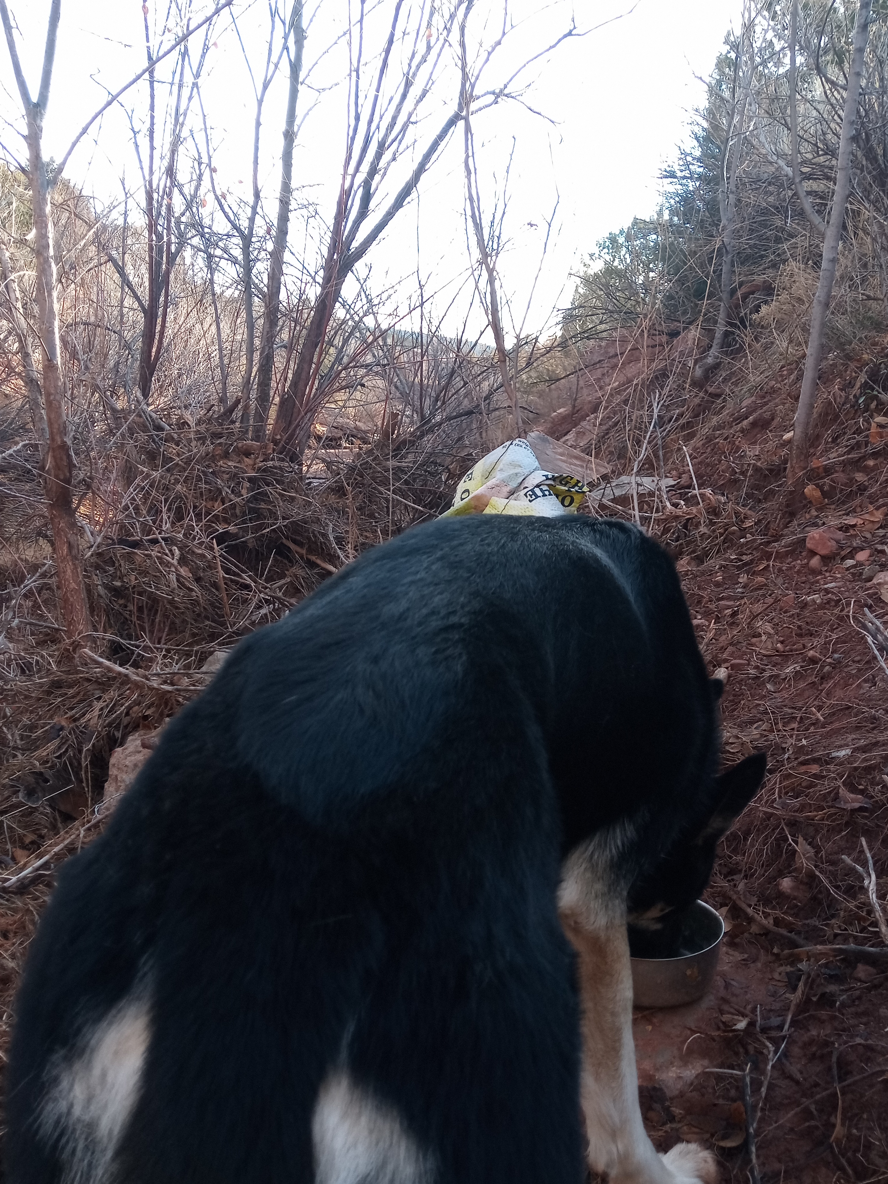 Raw animal camera upload (unprocessed). File: mot-det-20251228-085632.jpg.