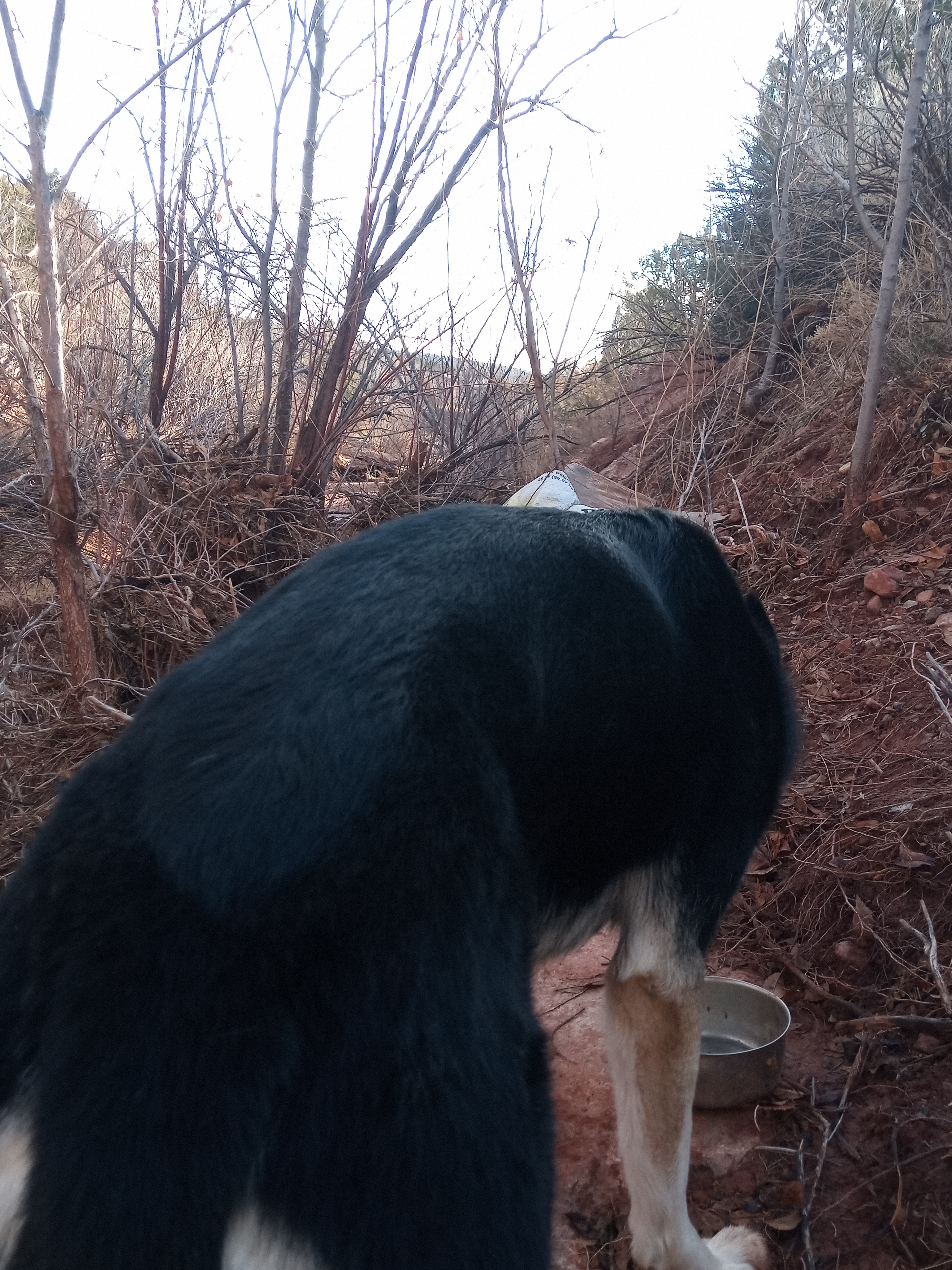 Raw animal camera upload (unprocessed). File: mot-det-20251228-085636.jpg.