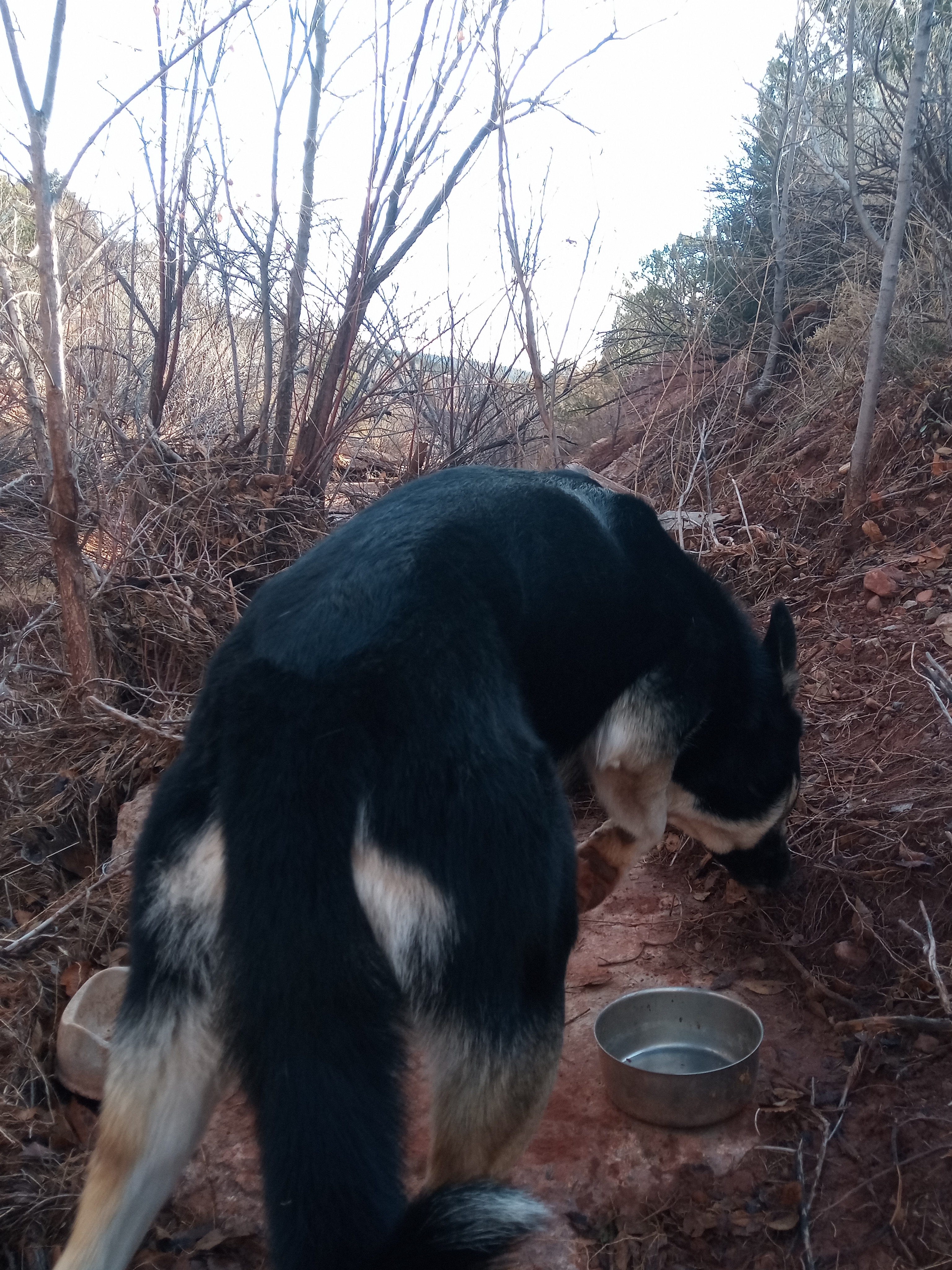 Raw animal camera upload (unprocessed). File: mot-det-20251228-085646.jpg.