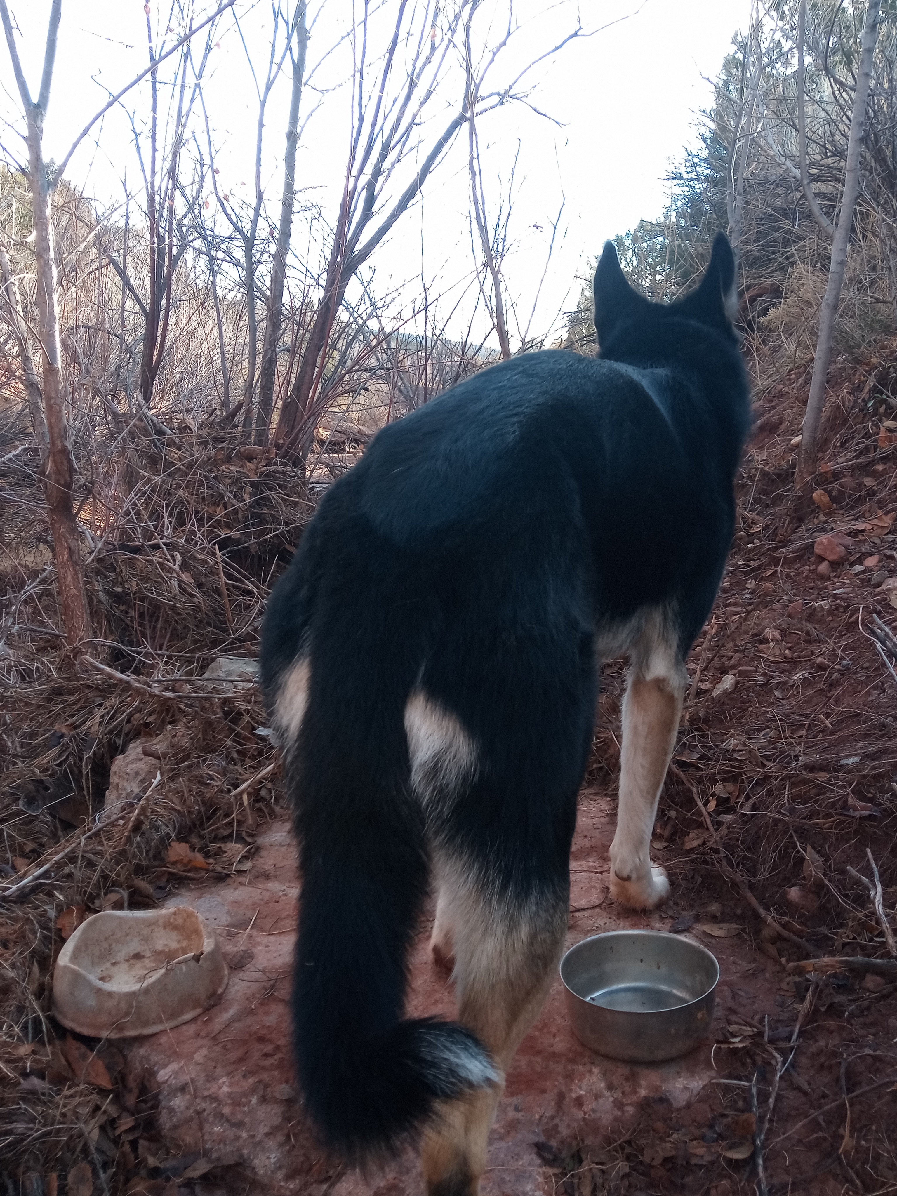 Raw animal camera upload (unprocessed). File: mot-det-20251228-085649.jpg.