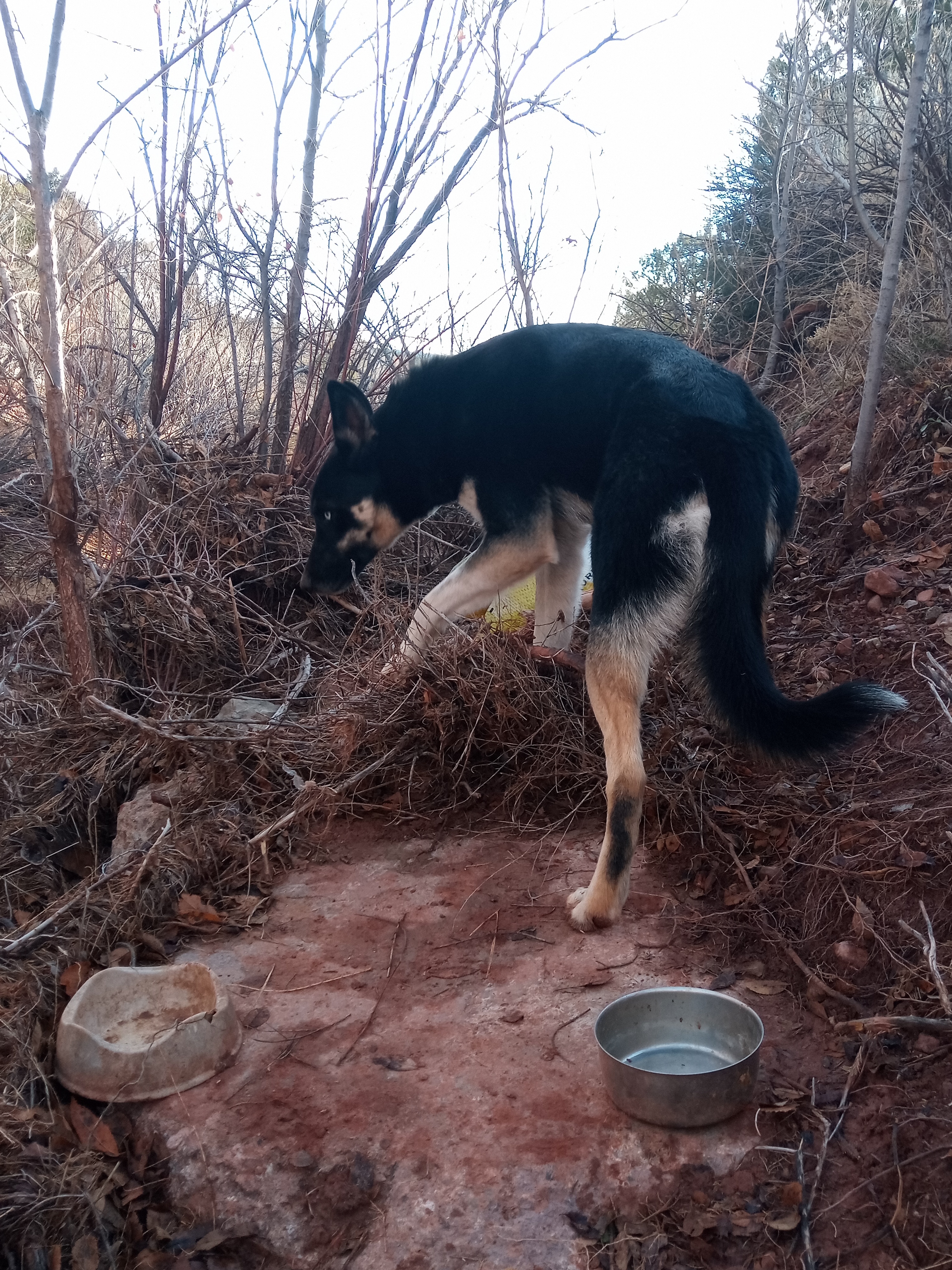 Raw animal camera upload (unprocessed). File: mot-det-20251228-085700.jpg.