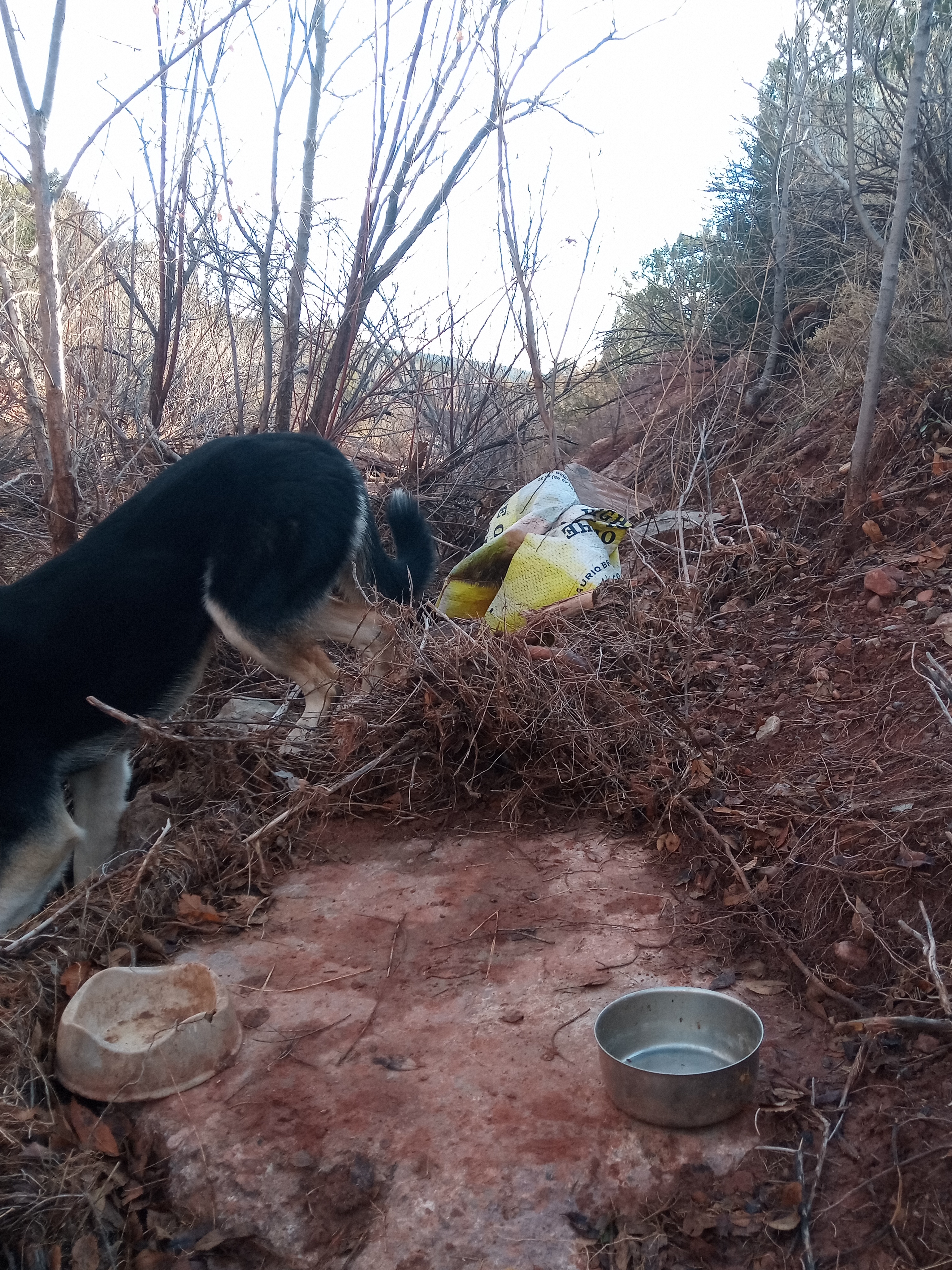 Raw animal camera upload (unprocessed). File: mot-det-20251228-085703.jpg.