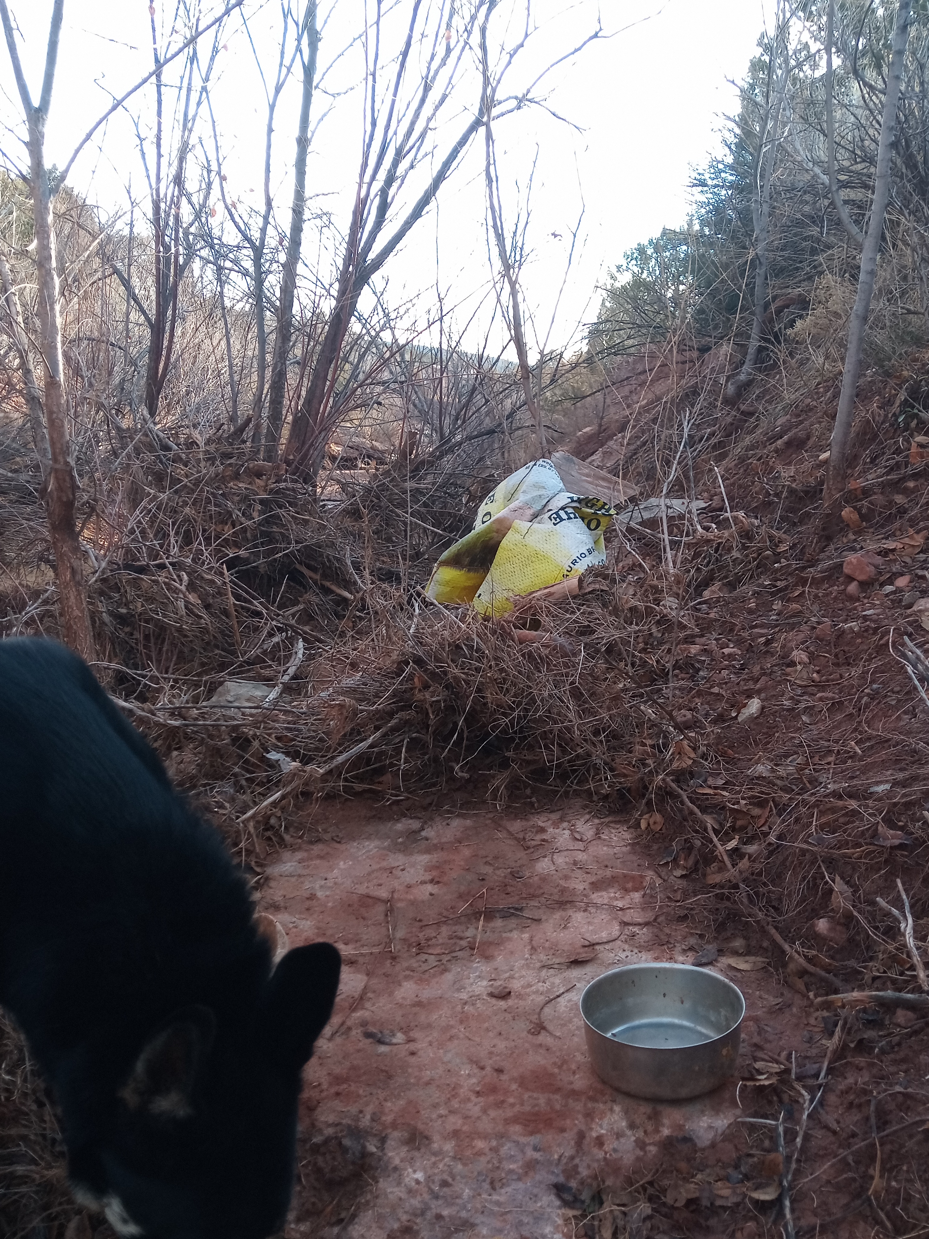 Raw animal camera upload (unprocessed). File: mot-det-20251228-085716.jpg.