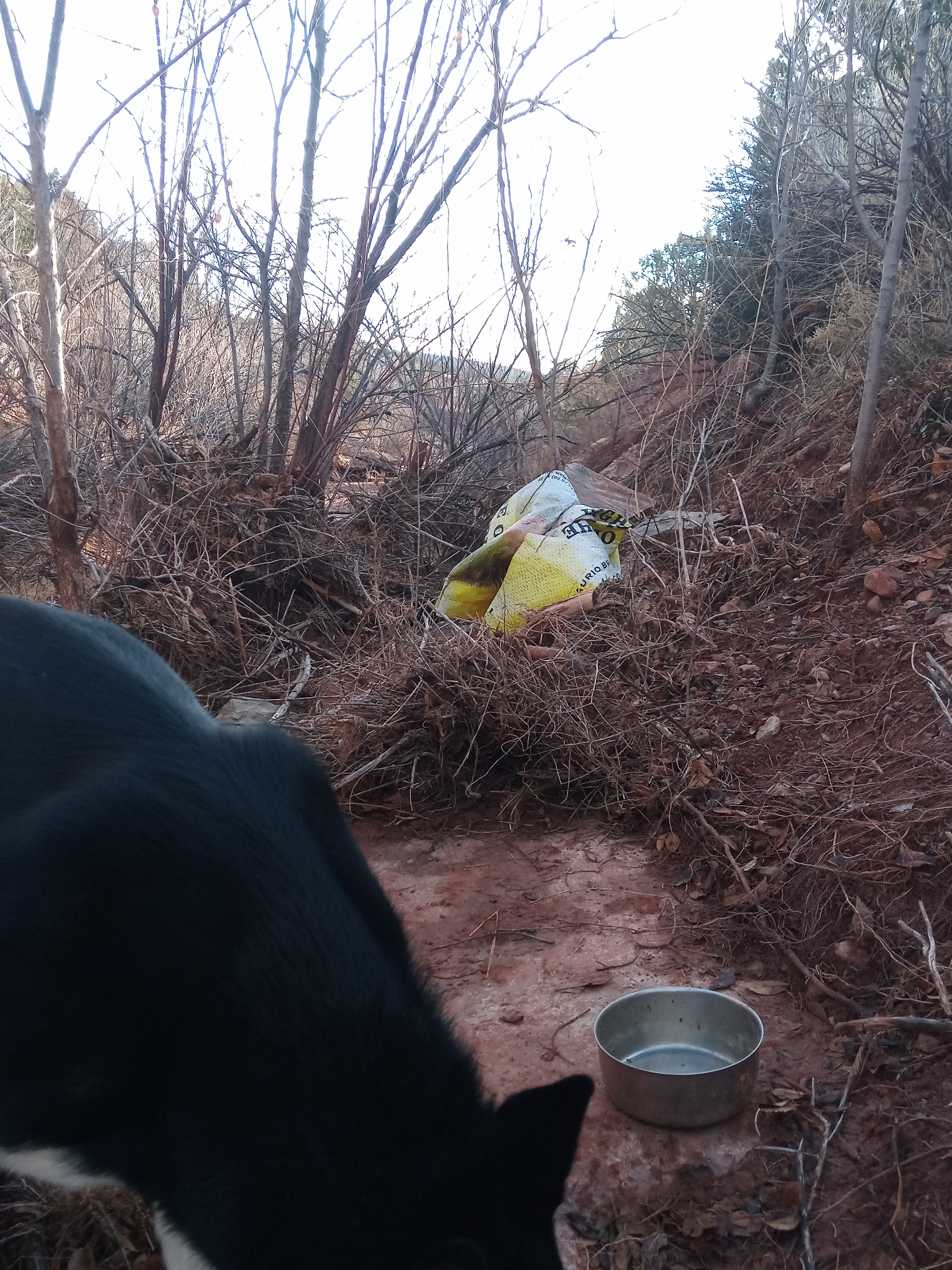 Raw animal camera upload (unprocessed). File: mot-det-20251228-085723.jpg.