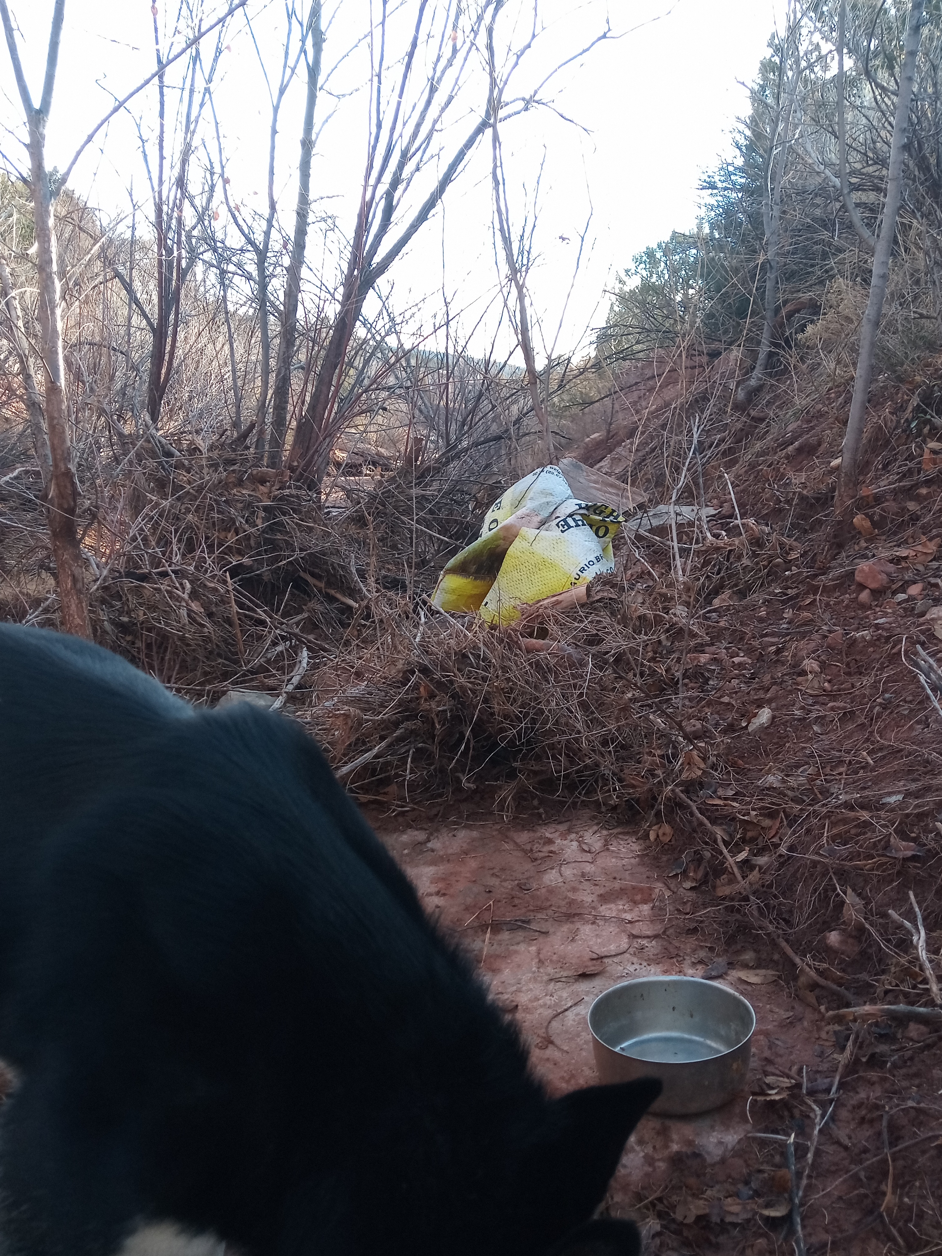 Raw animal camera upload (unprocessed). File: mot-det-20251228-085726.jpg.