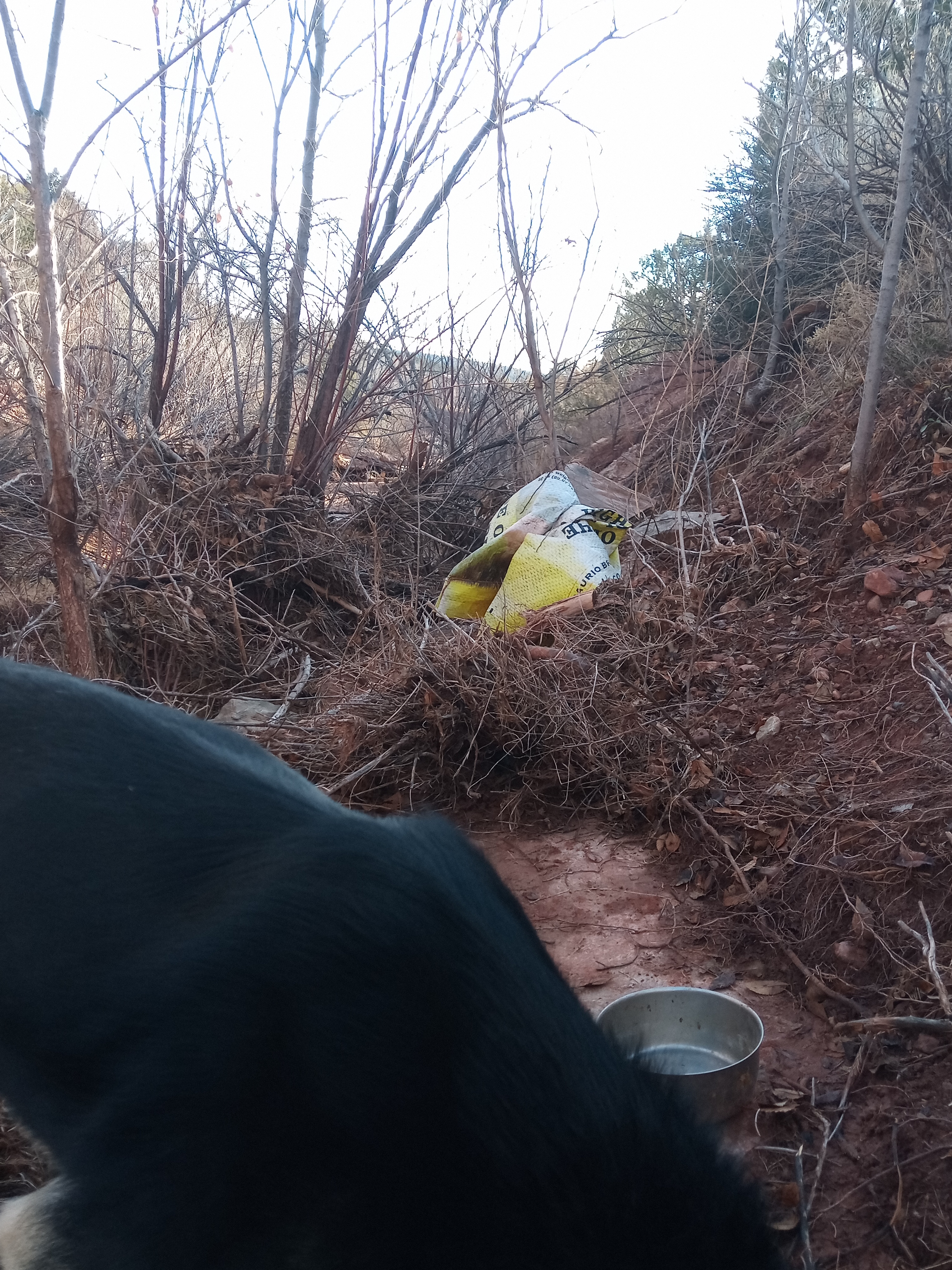 Raw animal camera upload (unprocessed). File: mot-det-20251228-085732.jpg.