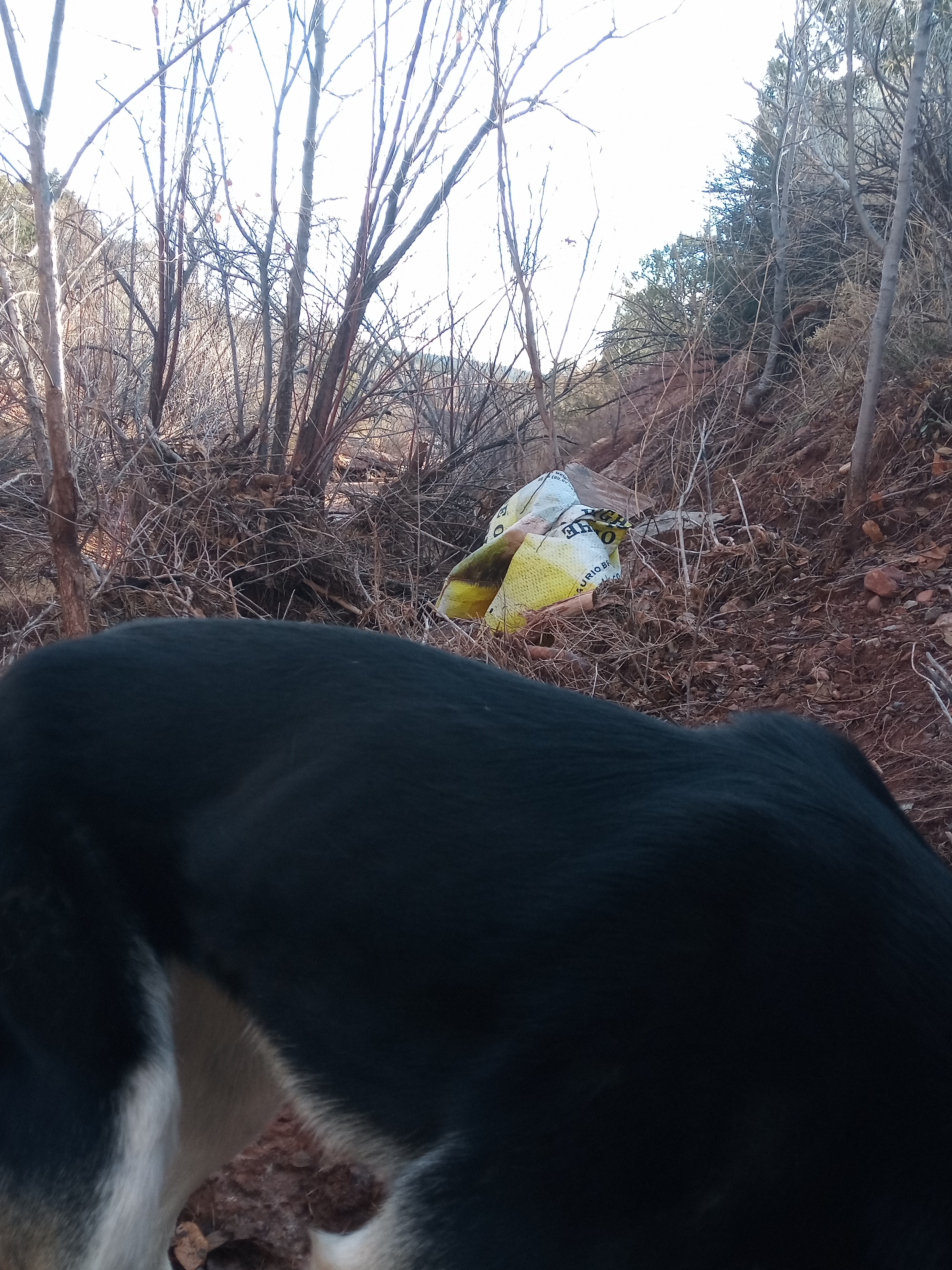 Raw animal camera upload (unprocessed). File: mot-det-20251228-085745.jpg.