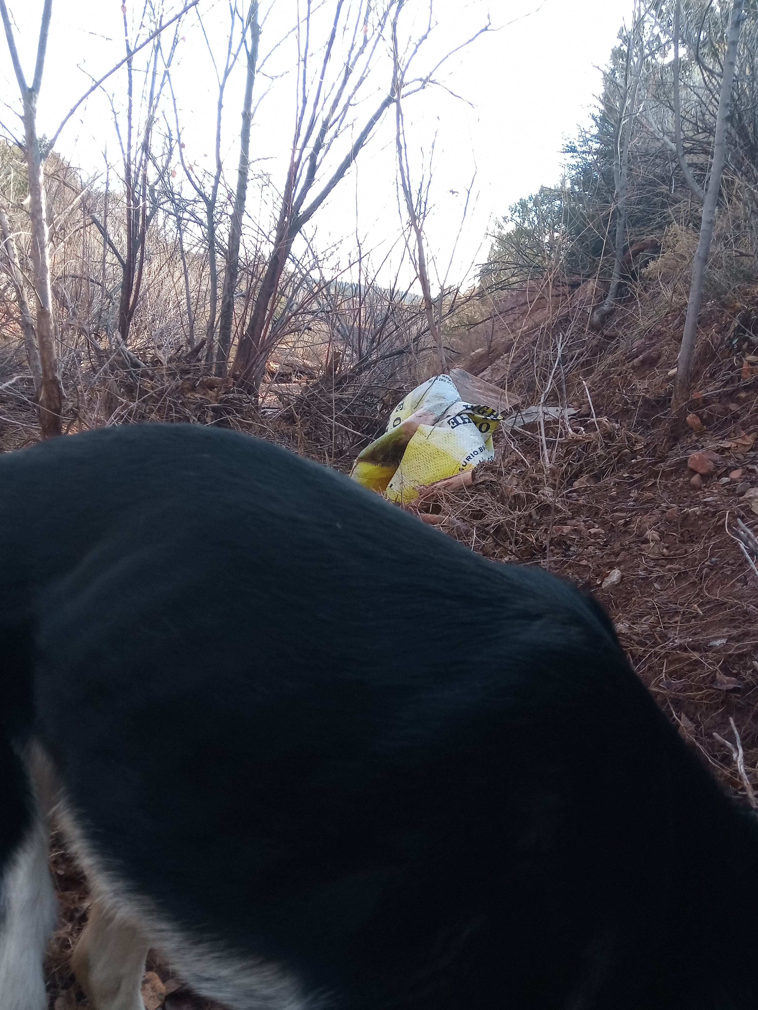 Raw animal camera upload (unprocessed). File: mot-det-20251228-085748.jpg.