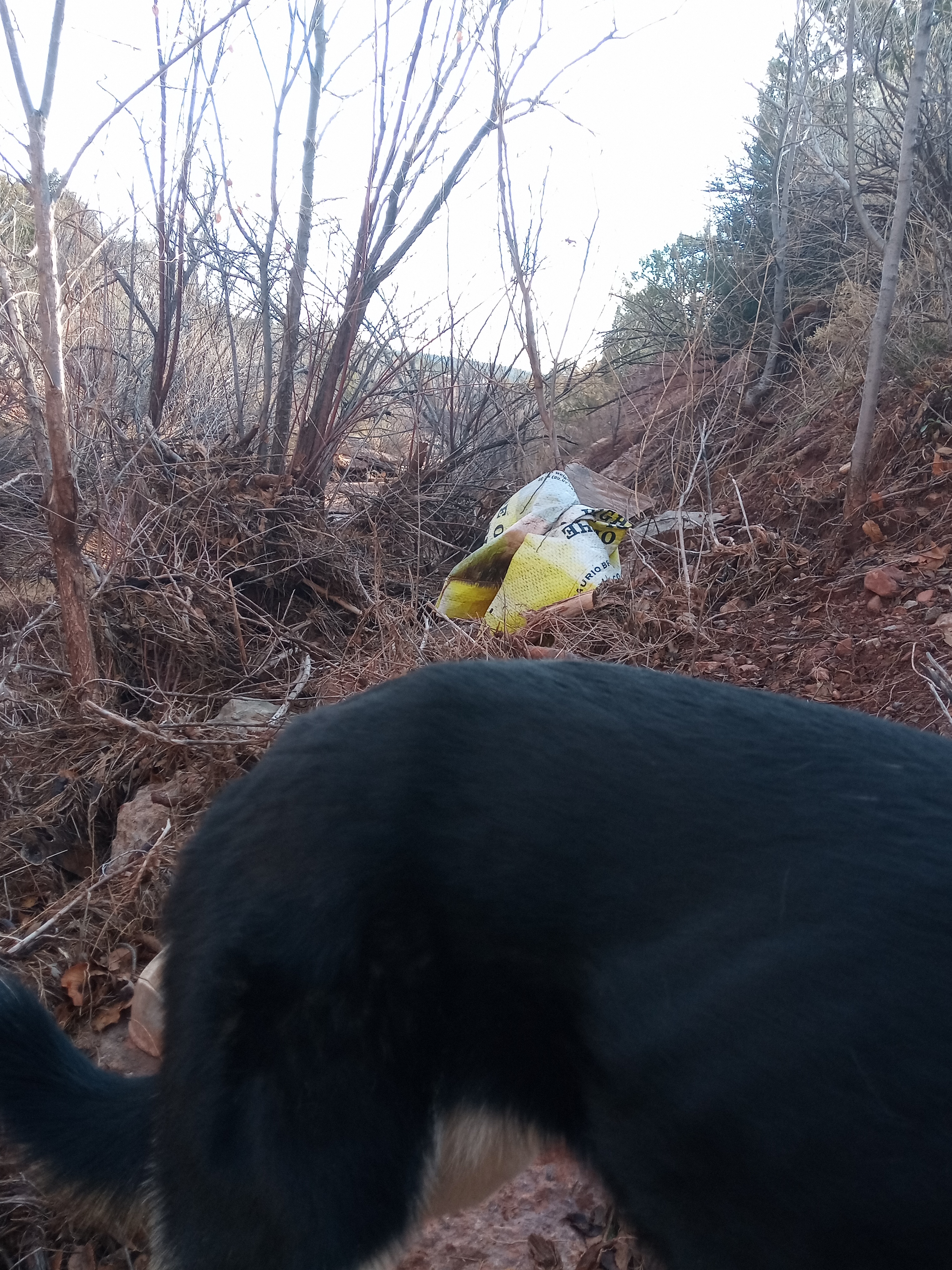 Raw animal camera upload (unprocessed). File: mot-det-20251228-085806.jpg.