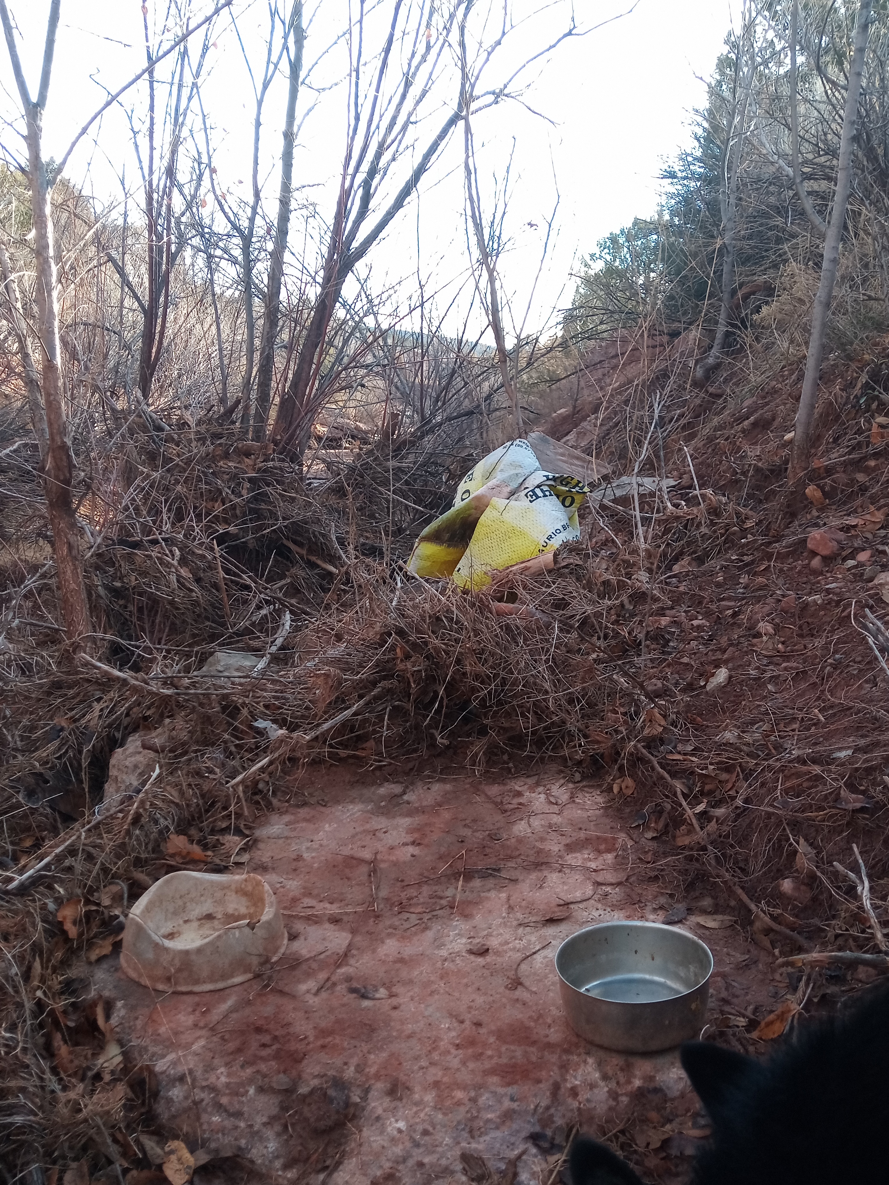 Raw animal camera upload (unprocessed). File: mot-det-20251228-085830.jpg.