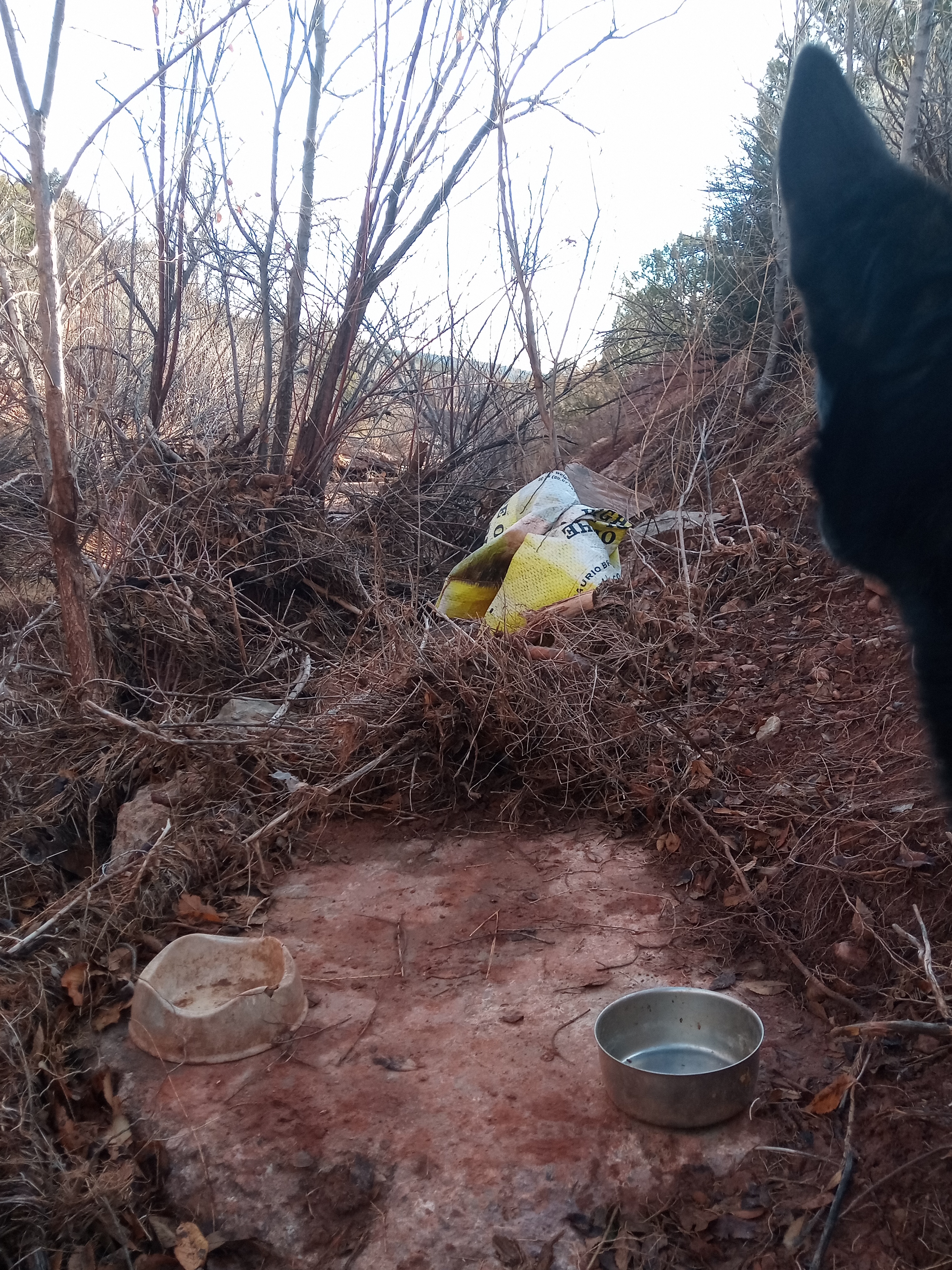 Raw animal camera upload (unprocessed). File: mot-det-20251228-085841.jpg.