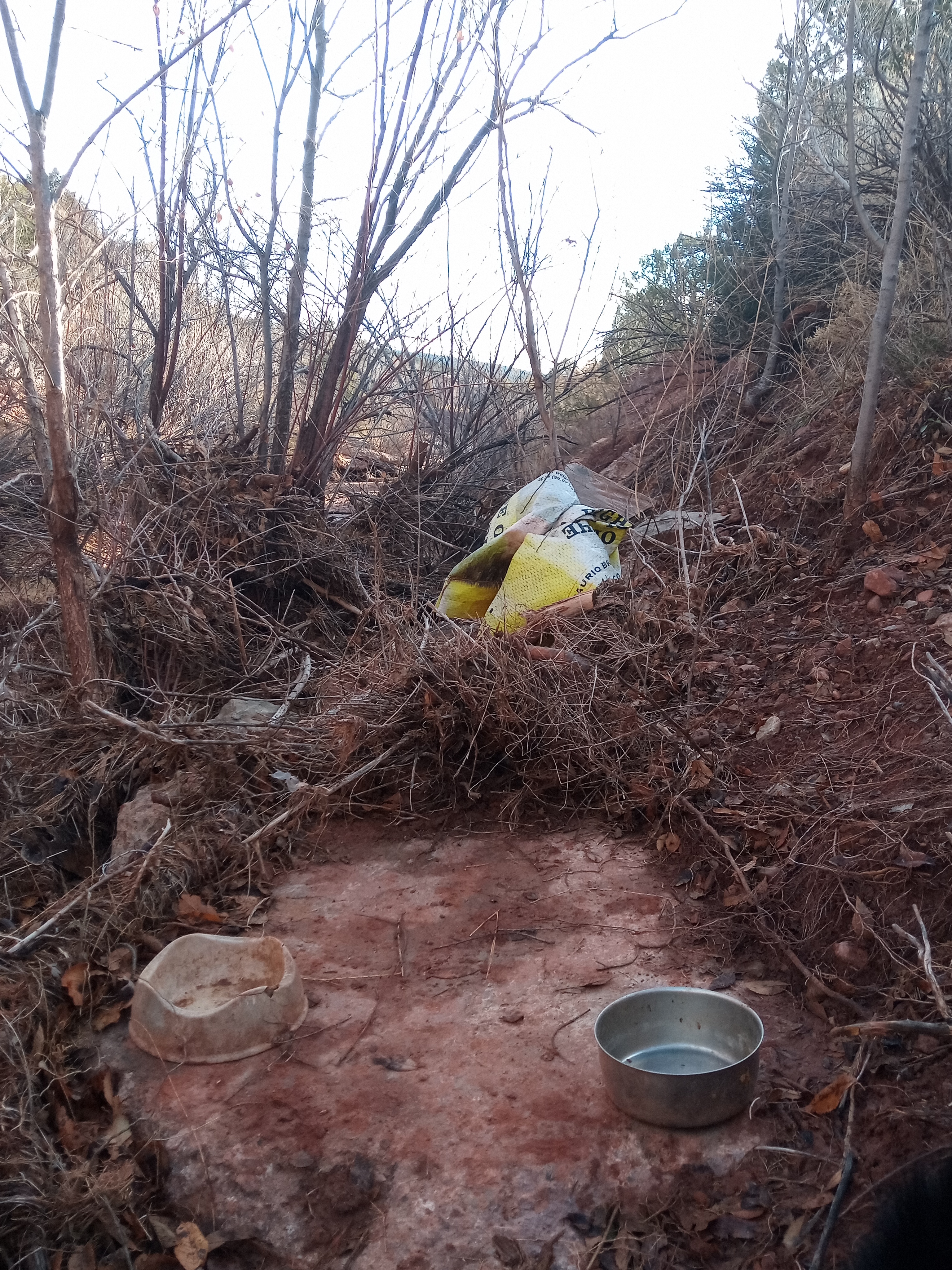 Raw animal camera upload (unprocessed). File: mot-det-20251228-085844.jpg.