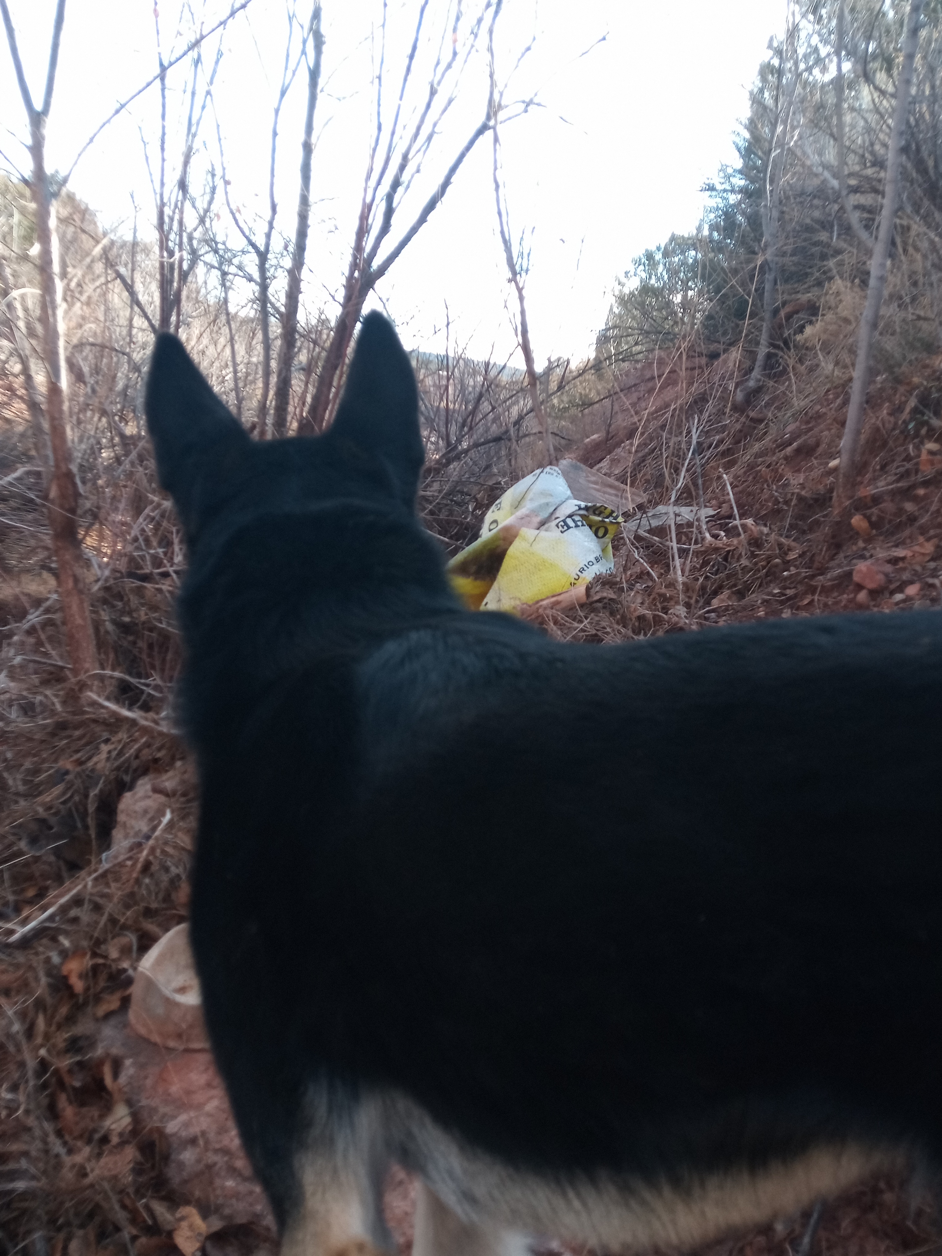 Raw animal camera upload (unprocessed). File: mot-det-20251228-085856.jpg.