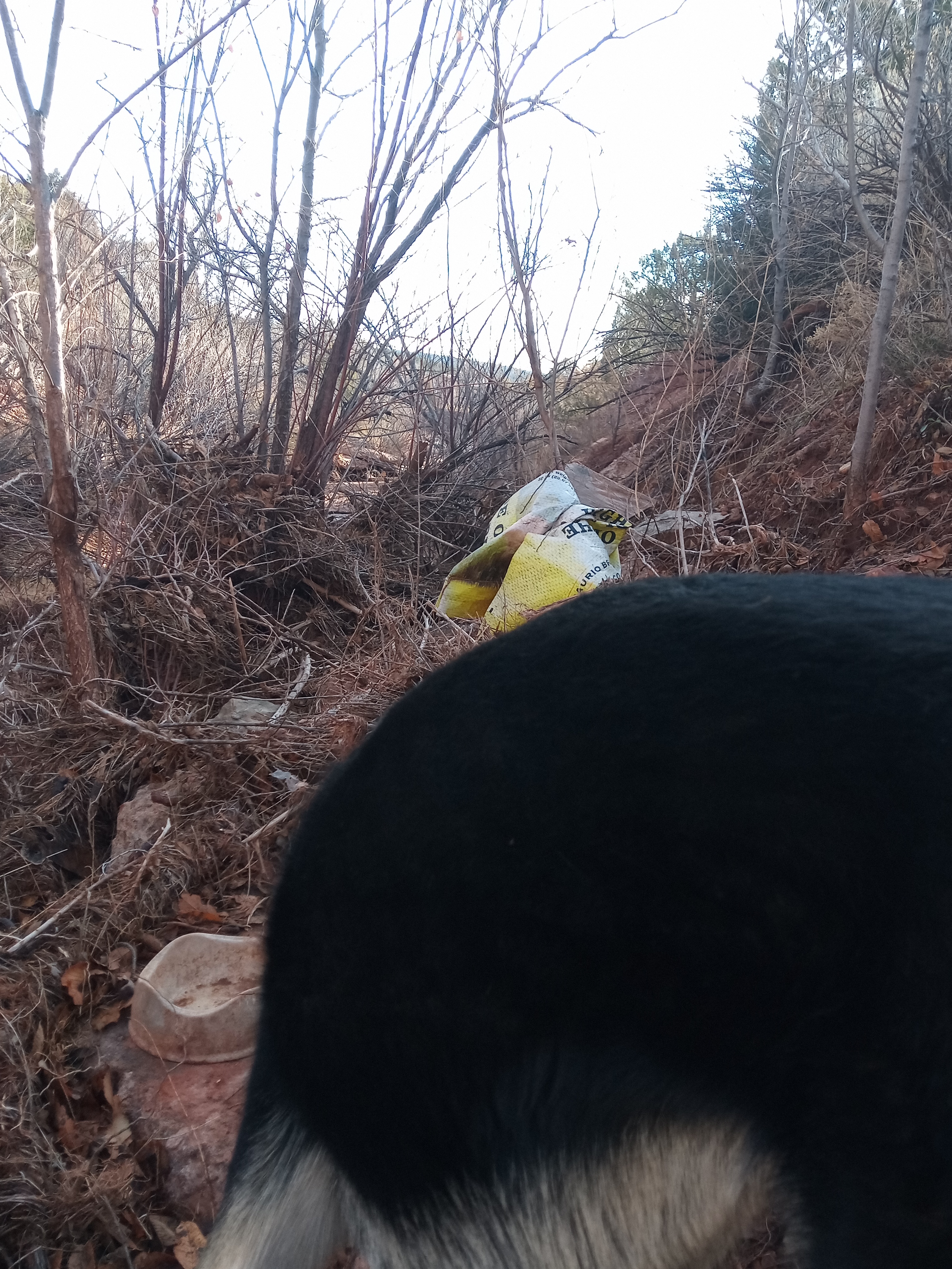 Raw animal camera upload (unprocessed). File: mot-det-20251228-085859.jpg.