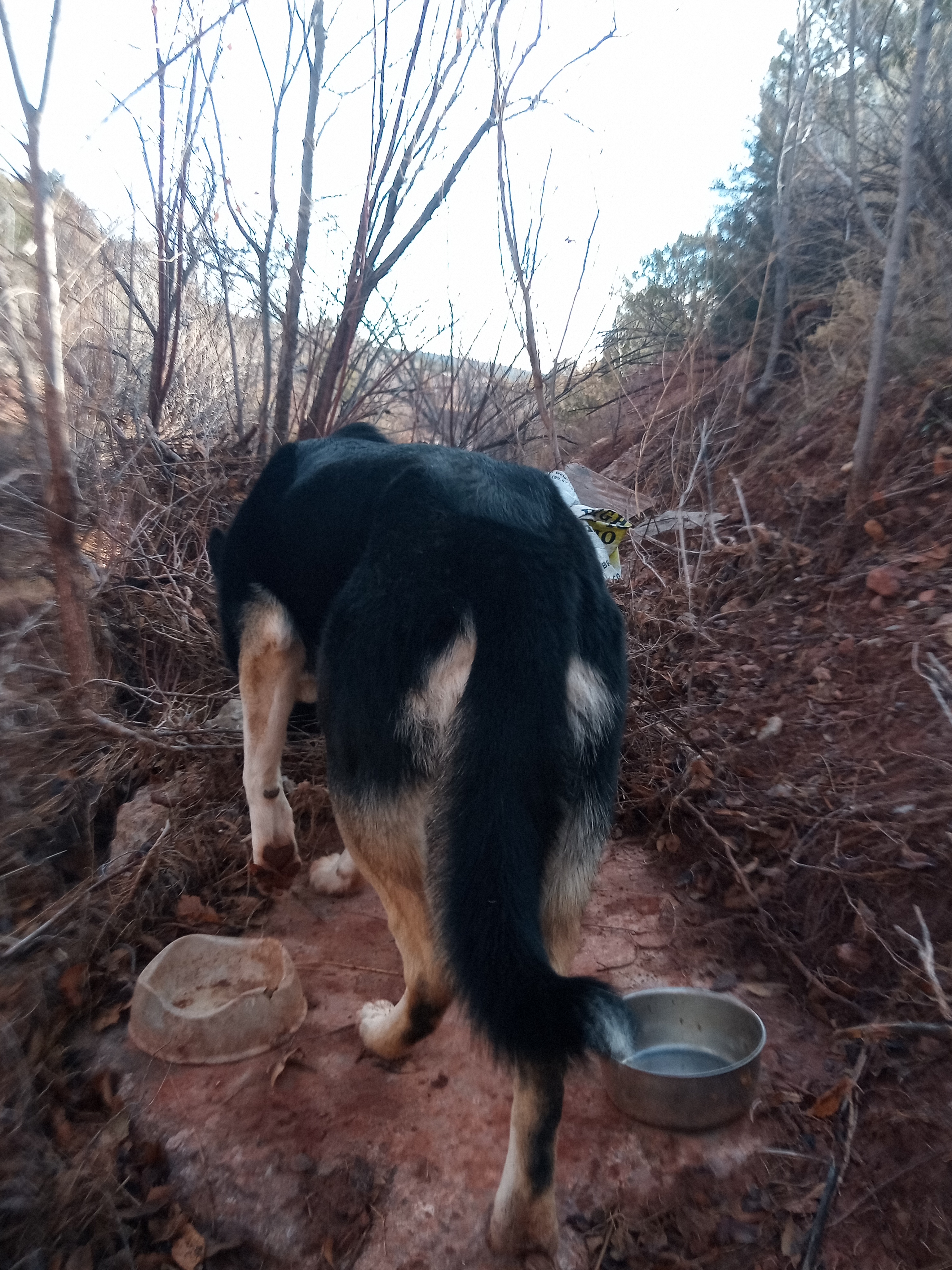 Raw animal camera upload (unprocessed). File: mot-det-20251228-085911.jpg.