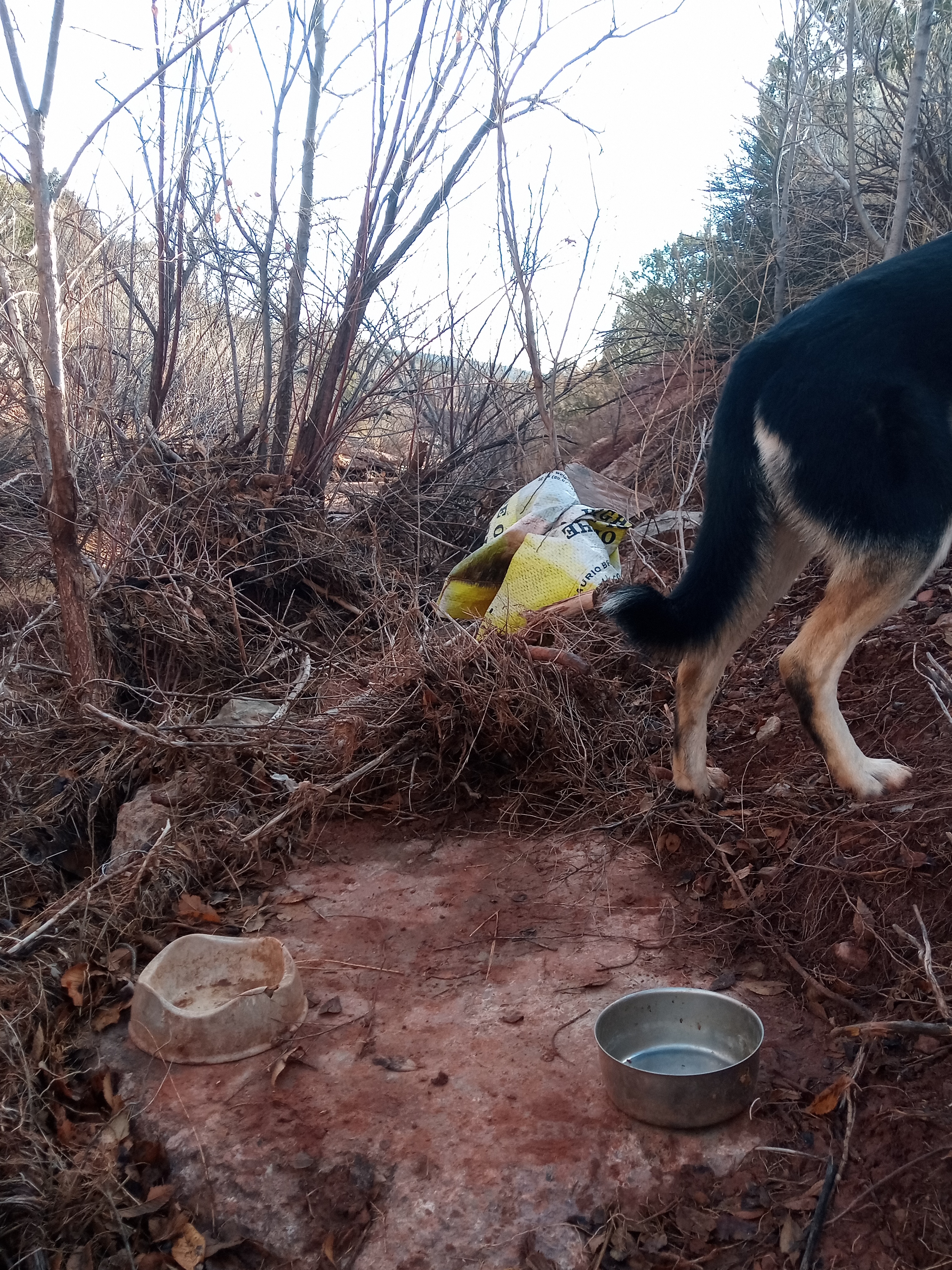 Raw animal camera upload (unprocessed). File: mot-det-20251228-085916.jpg.