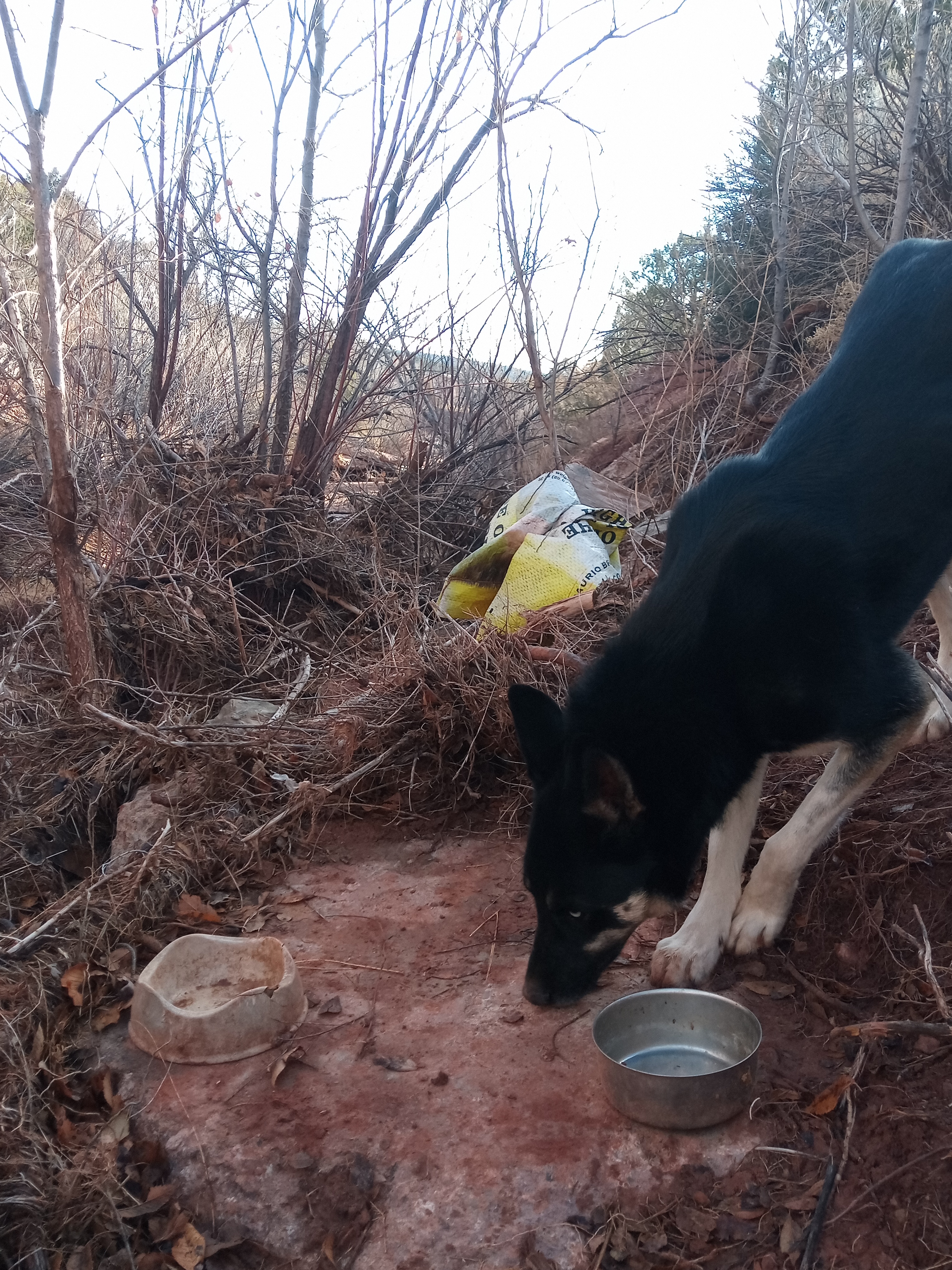 Raw animal camera upload (unprocessed). File: mot-det-20251228-085928.jpg.