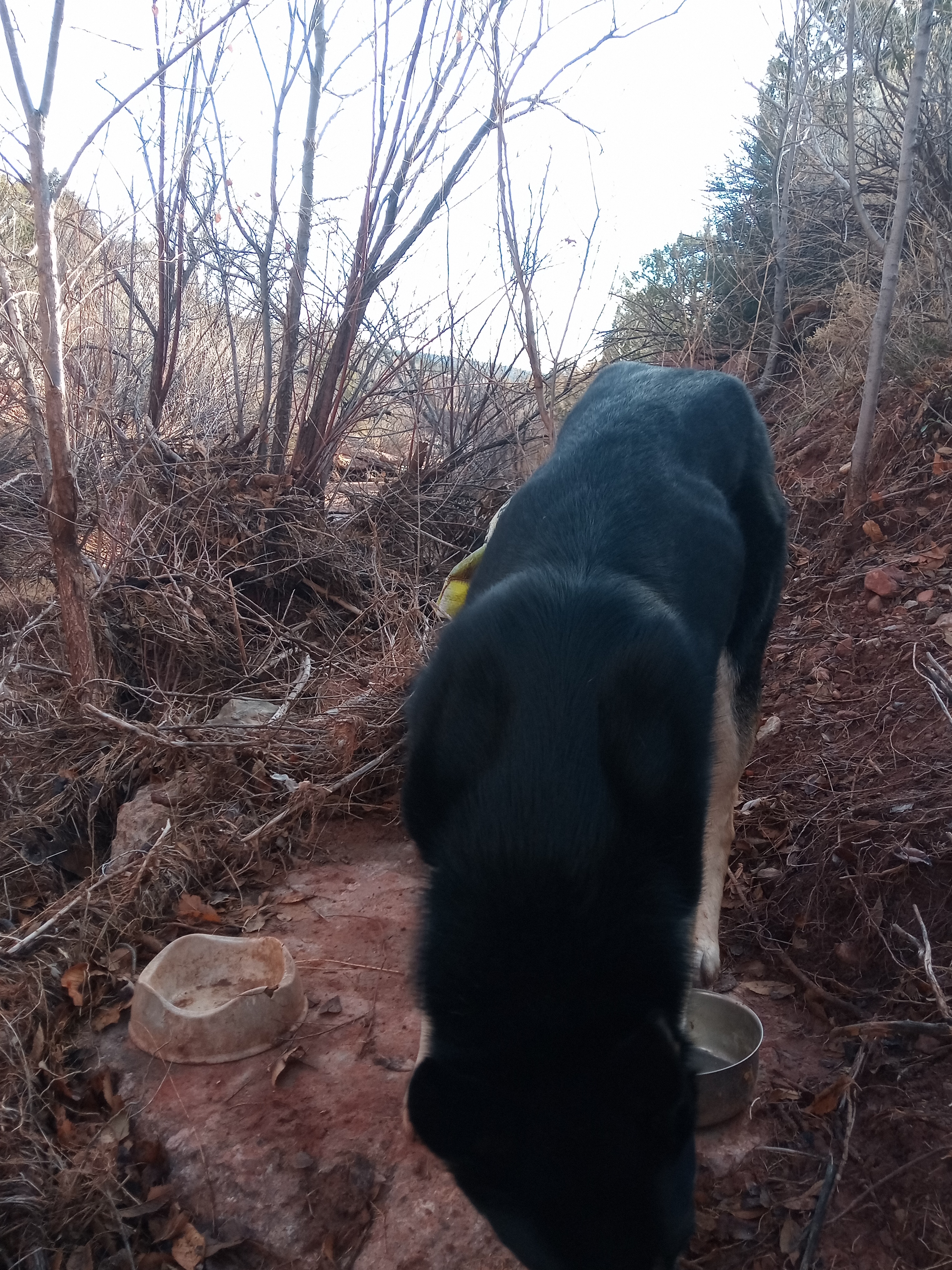 Raw animal camera upload (unprocessed). File: mot-det-20251228-085931.jpg.