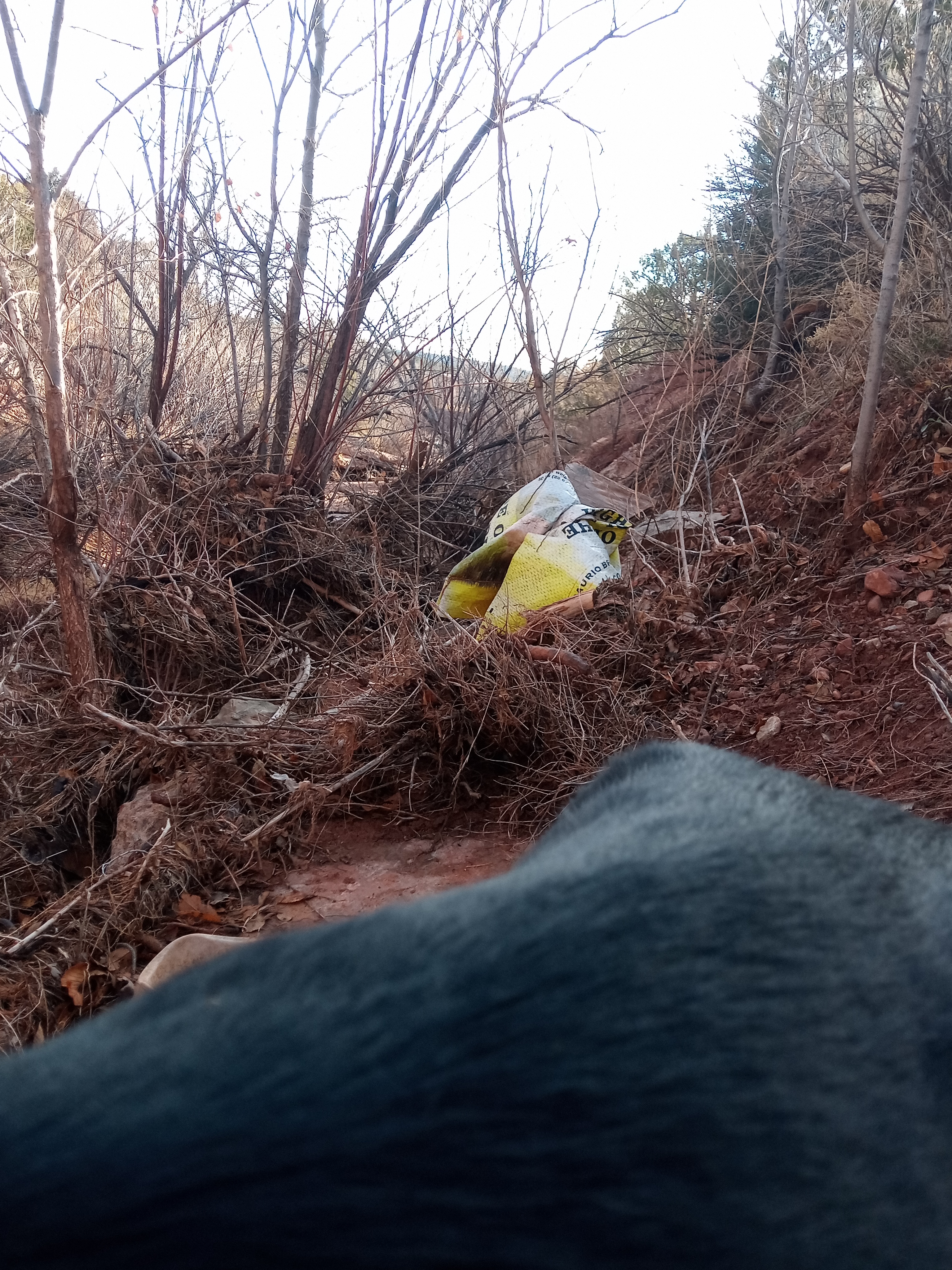 Raw animal camera upload (unprocessed). File: mot-det-20251228-085942.jpg.