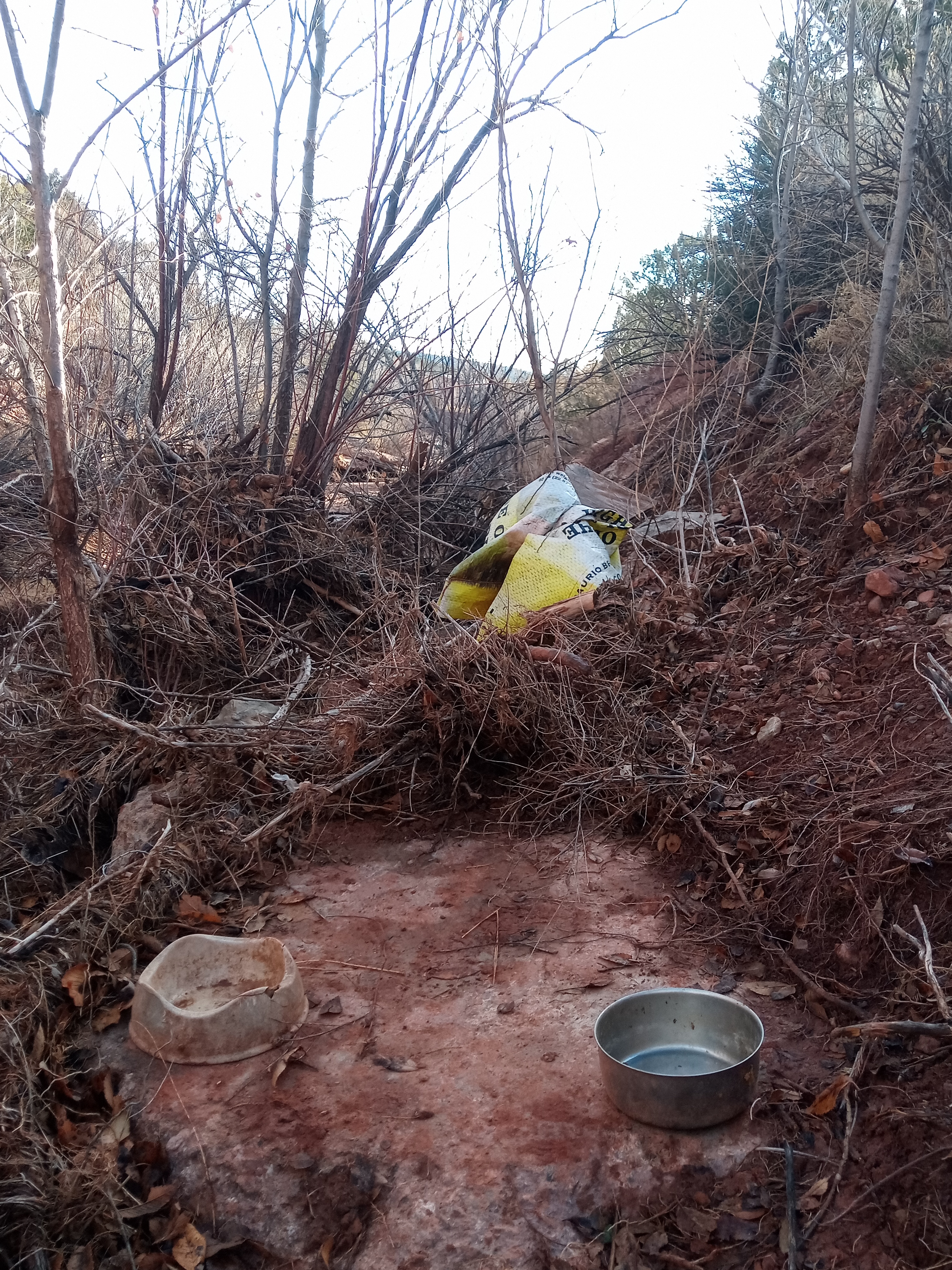 Raw animal camera upload (unprocessed). File: mot-det-20251228-085945.jpg.