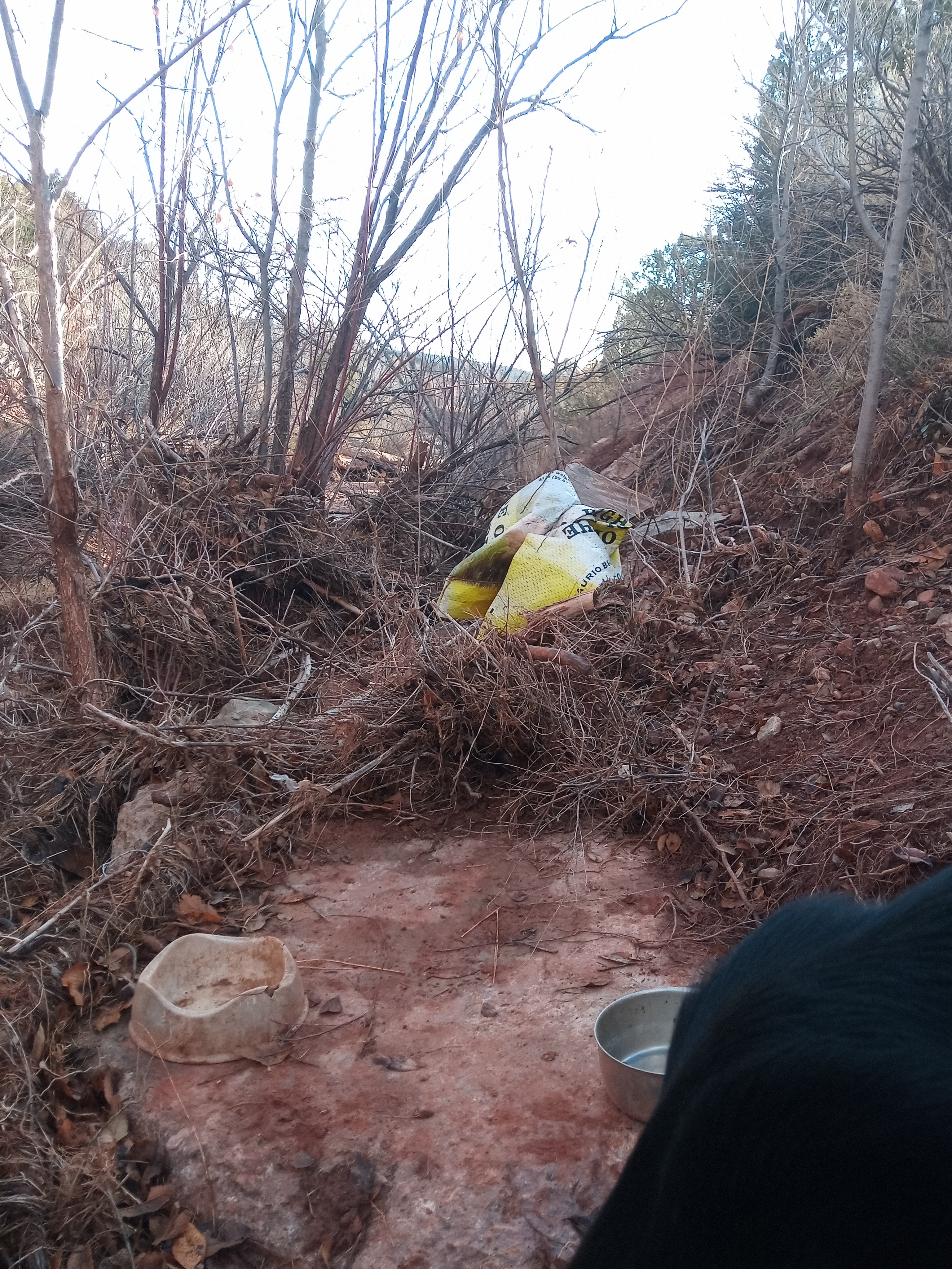 Raw animal camera upload (unprocessed). File: mot-det-20251228-090436.jpg.