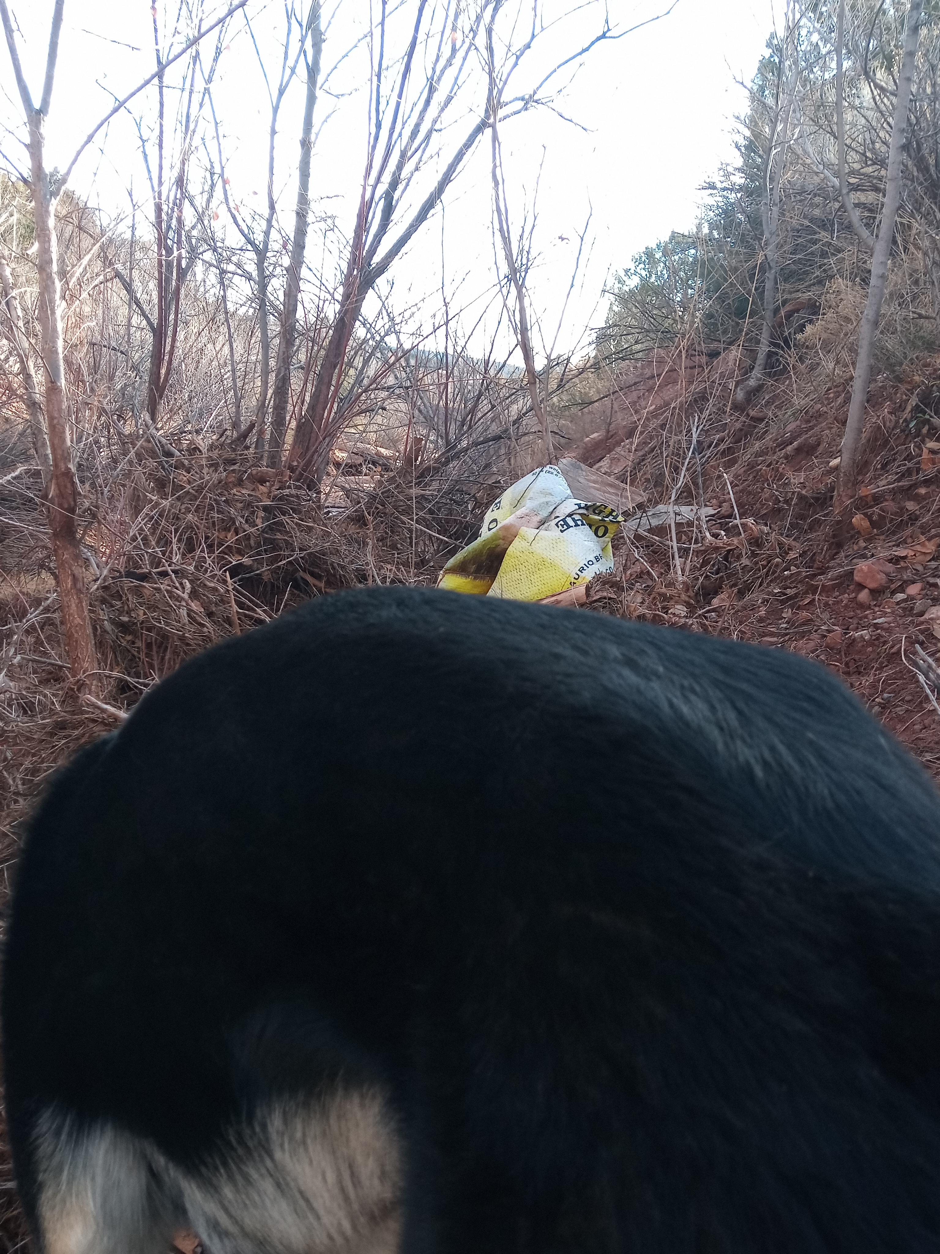 Raw animal camera upload (unprocessed). File: mot-det-20251228-090439.jpg.