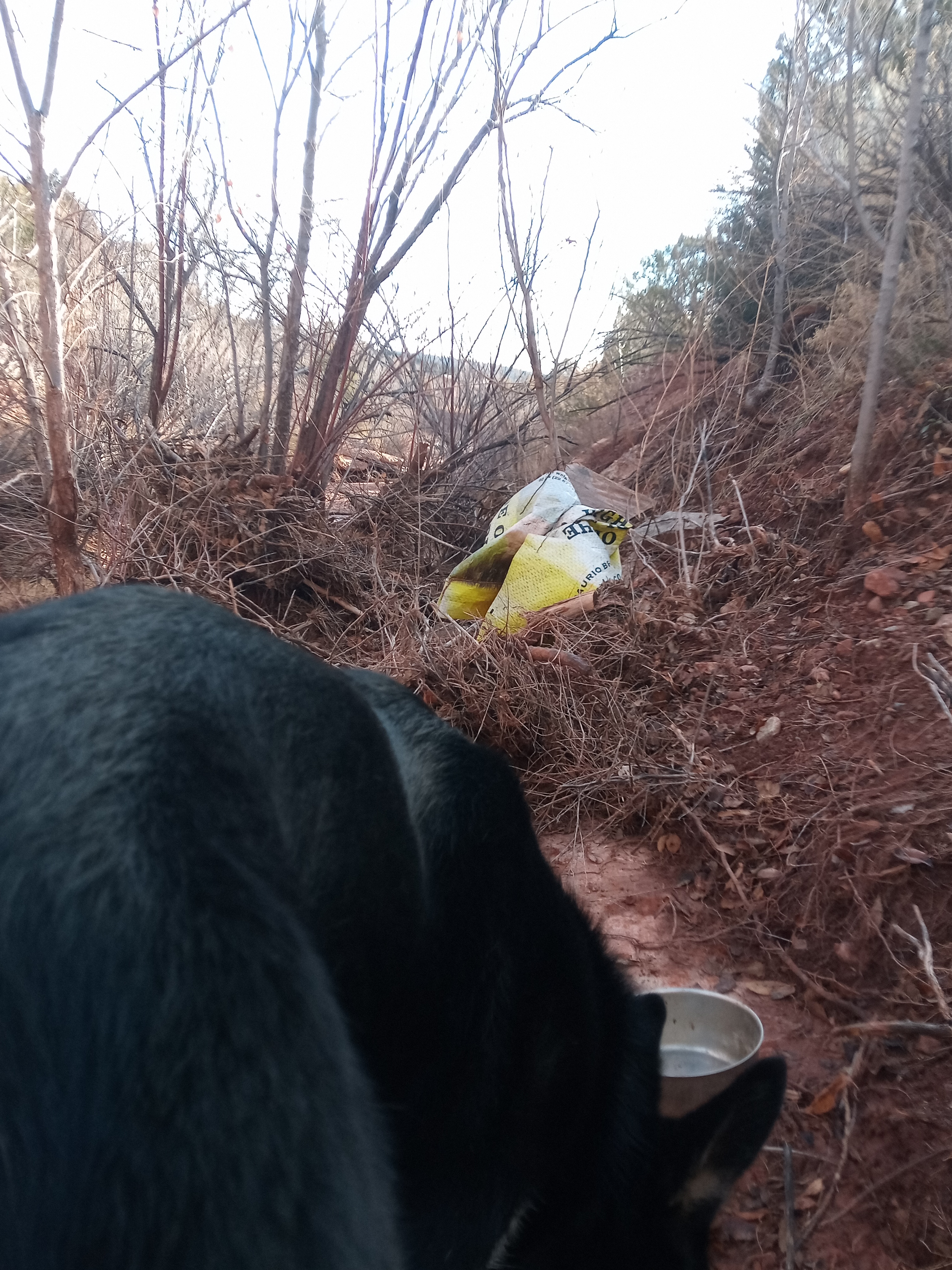 Raw animal camera upload (unprocessed). File: mot-det-20251228-090450.jpg.