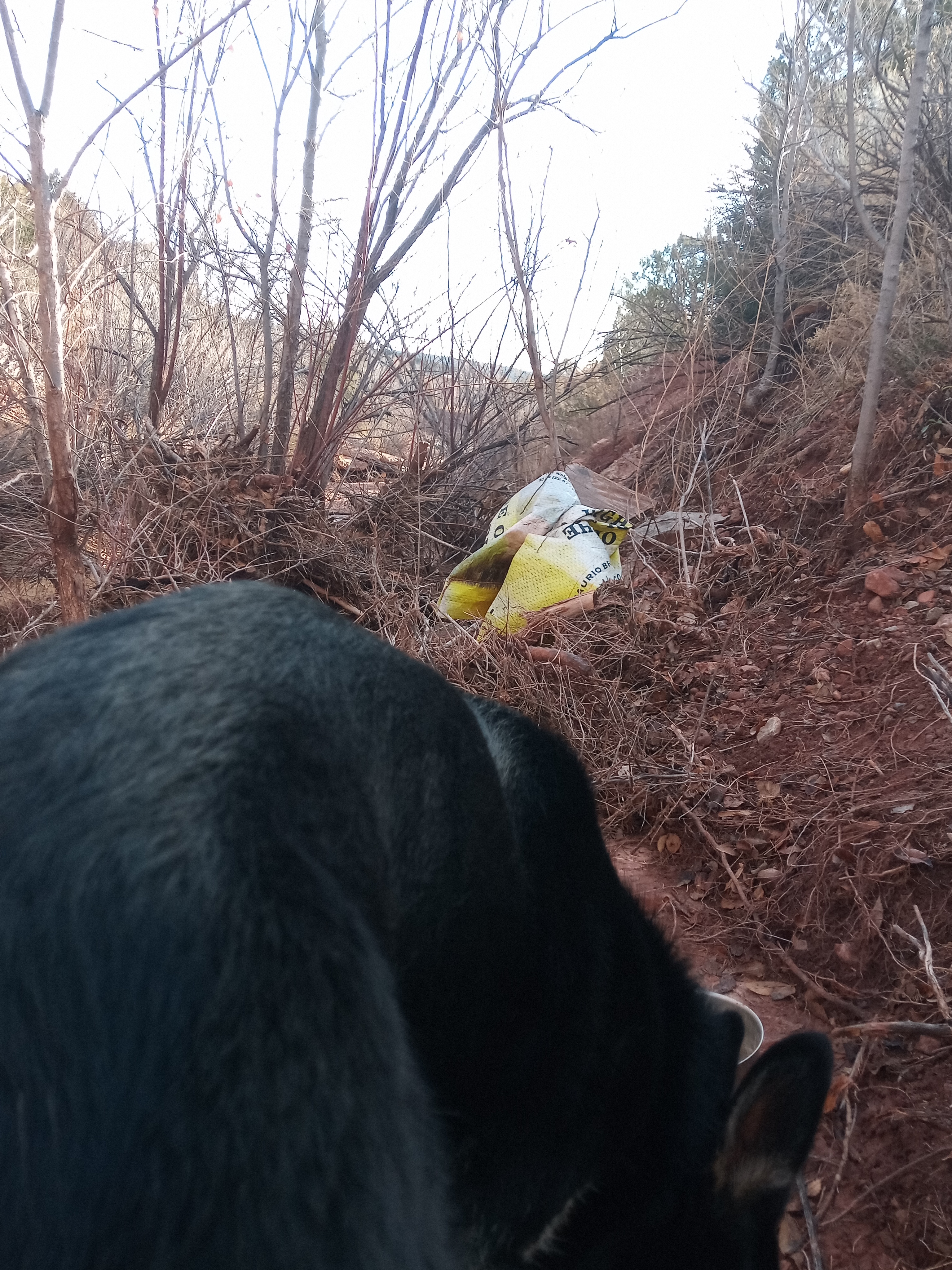 Raw animal camera upload (unprocessed). File: mot-det-20251228-090457.jpg.