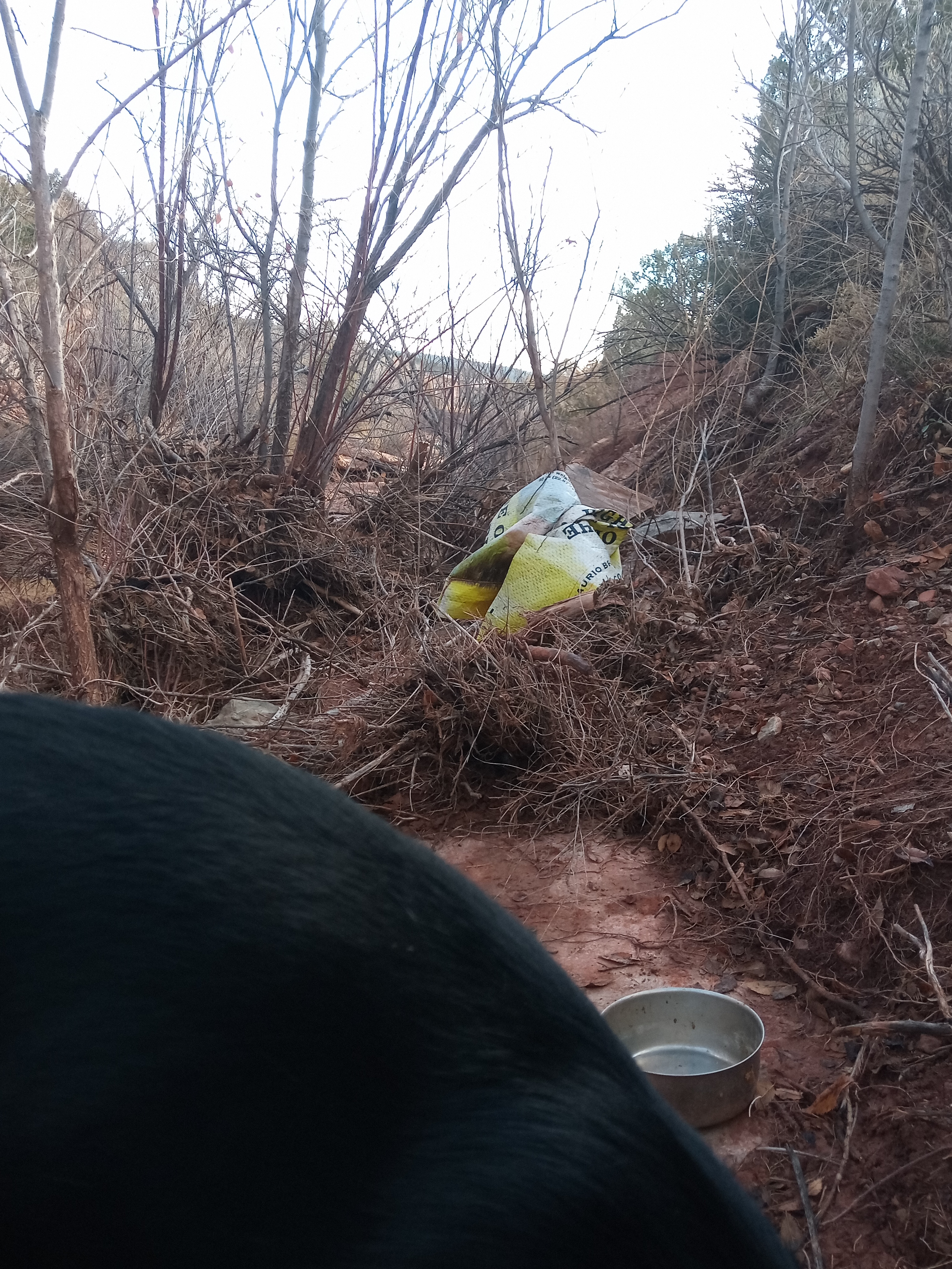 Raw animal camera upload (unprocessed). File: mot-det-20251228-090510.jpg.