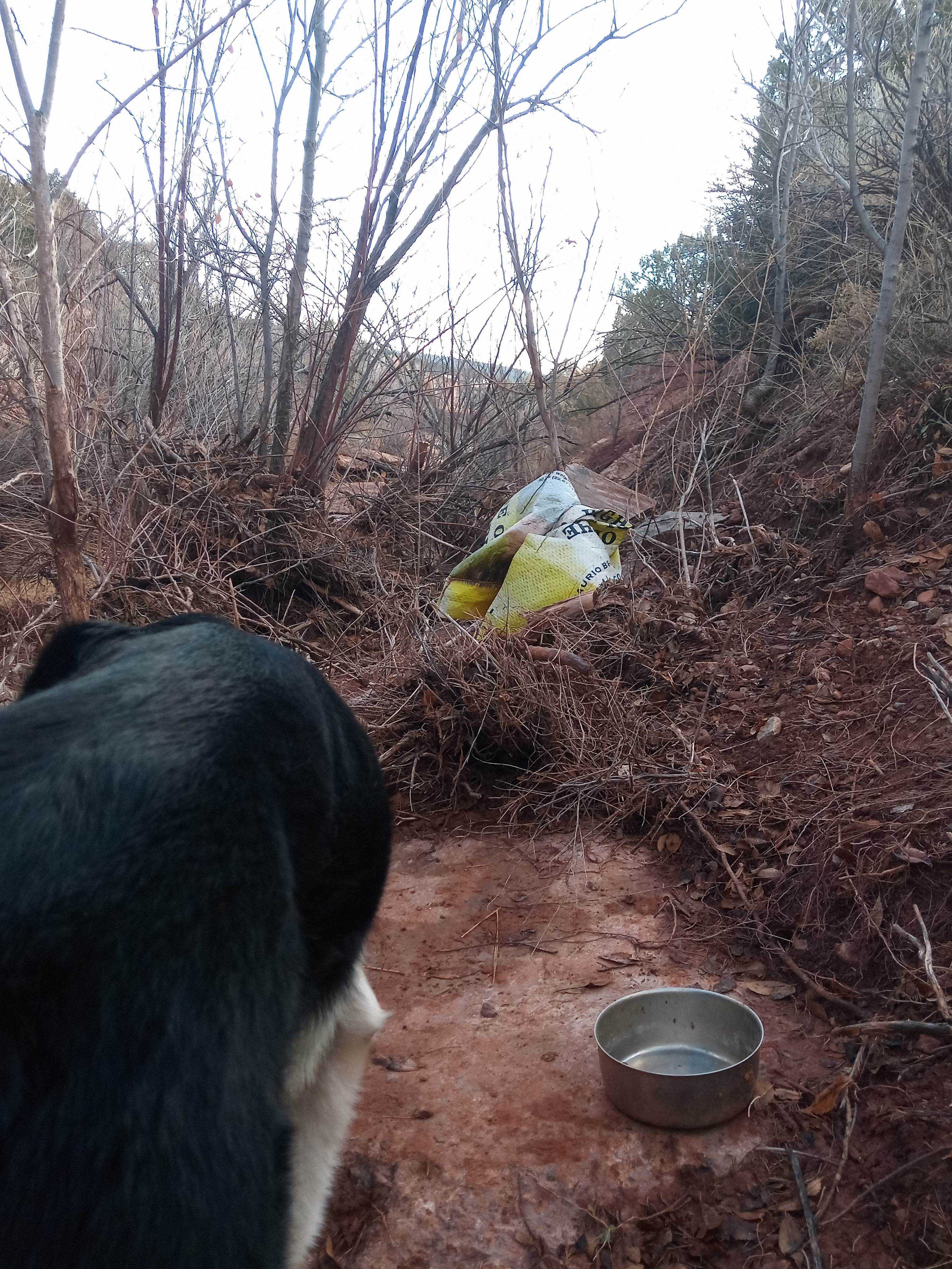 Raw animal camera upload (unprocessed). File: mot-det-20251228-090513.jpg.