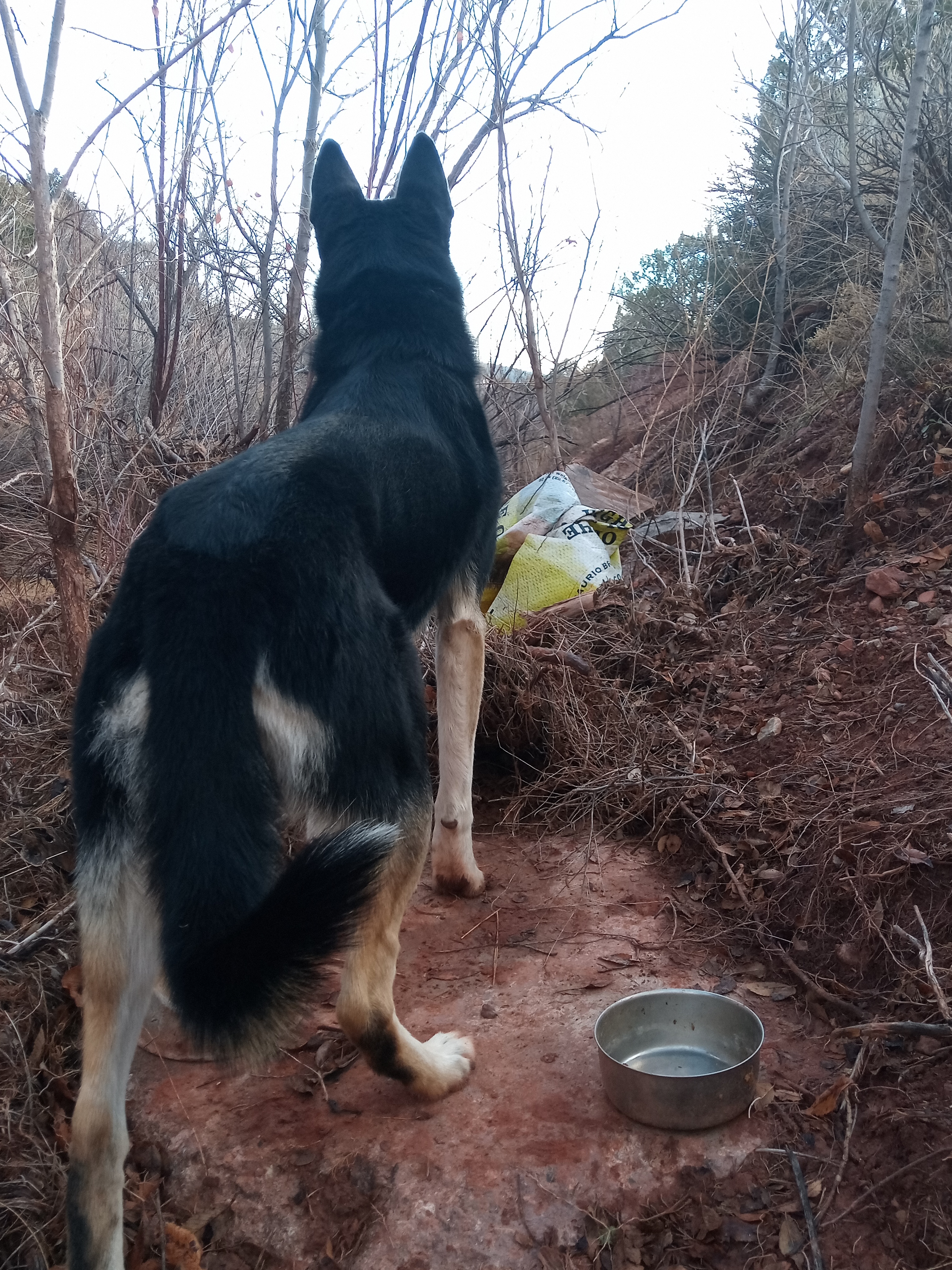 Raw animal camera upload (unprocessed). File: mot-det-20251228-090523.jpg.