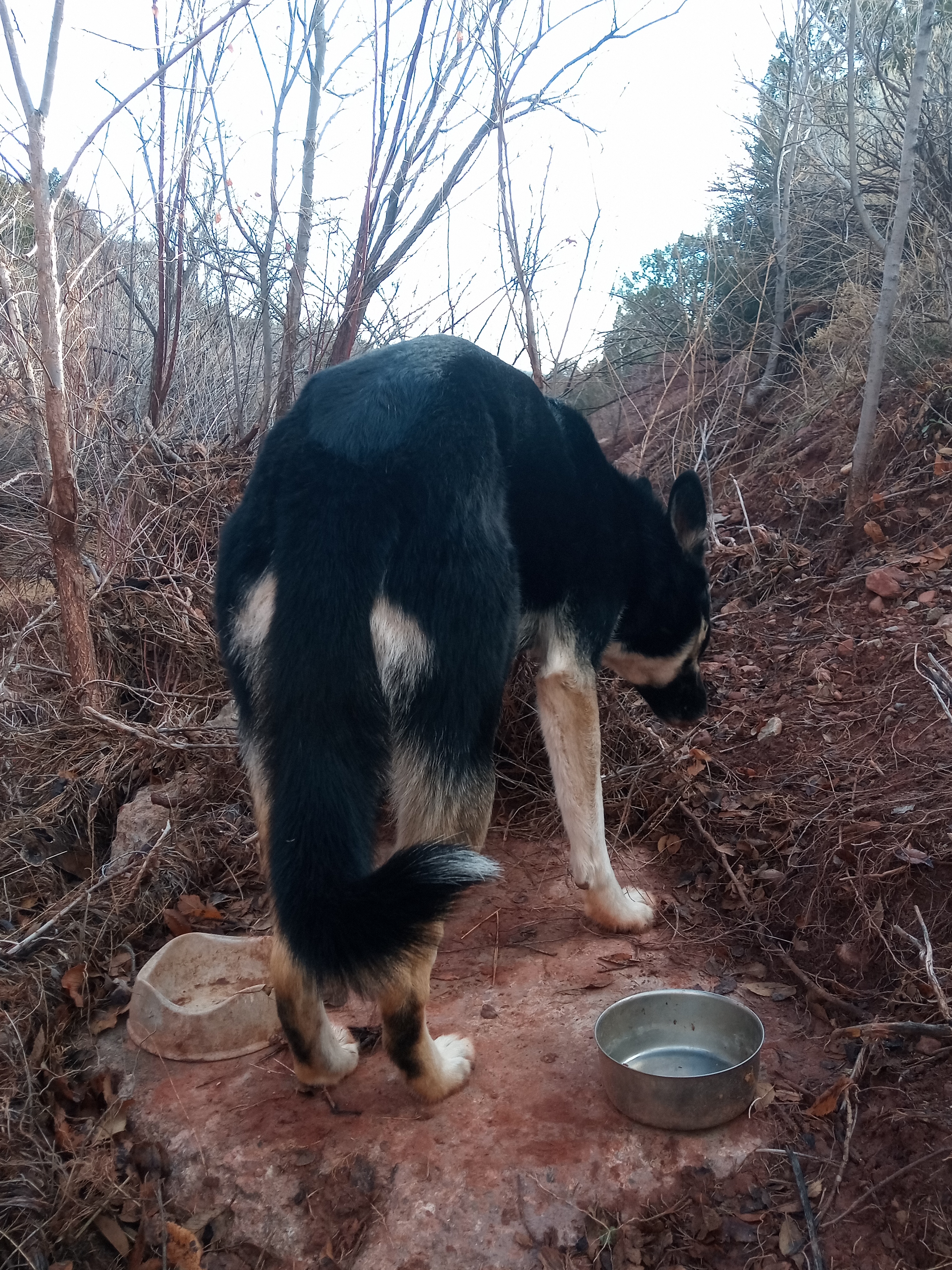 Raw animal camera upload (unprocessed). File: mot-det-20251228-090532.jpg.