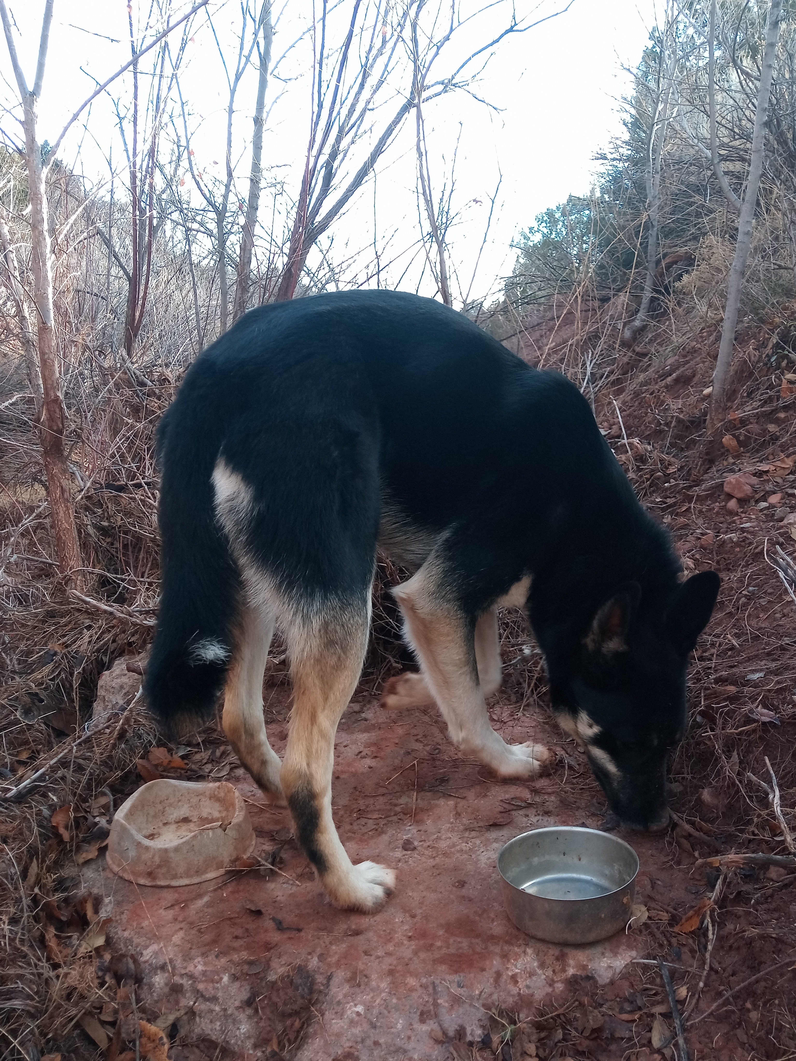 Raw animal camera upload (unprocessed). File: mot-det-20251228-090535.jpg.