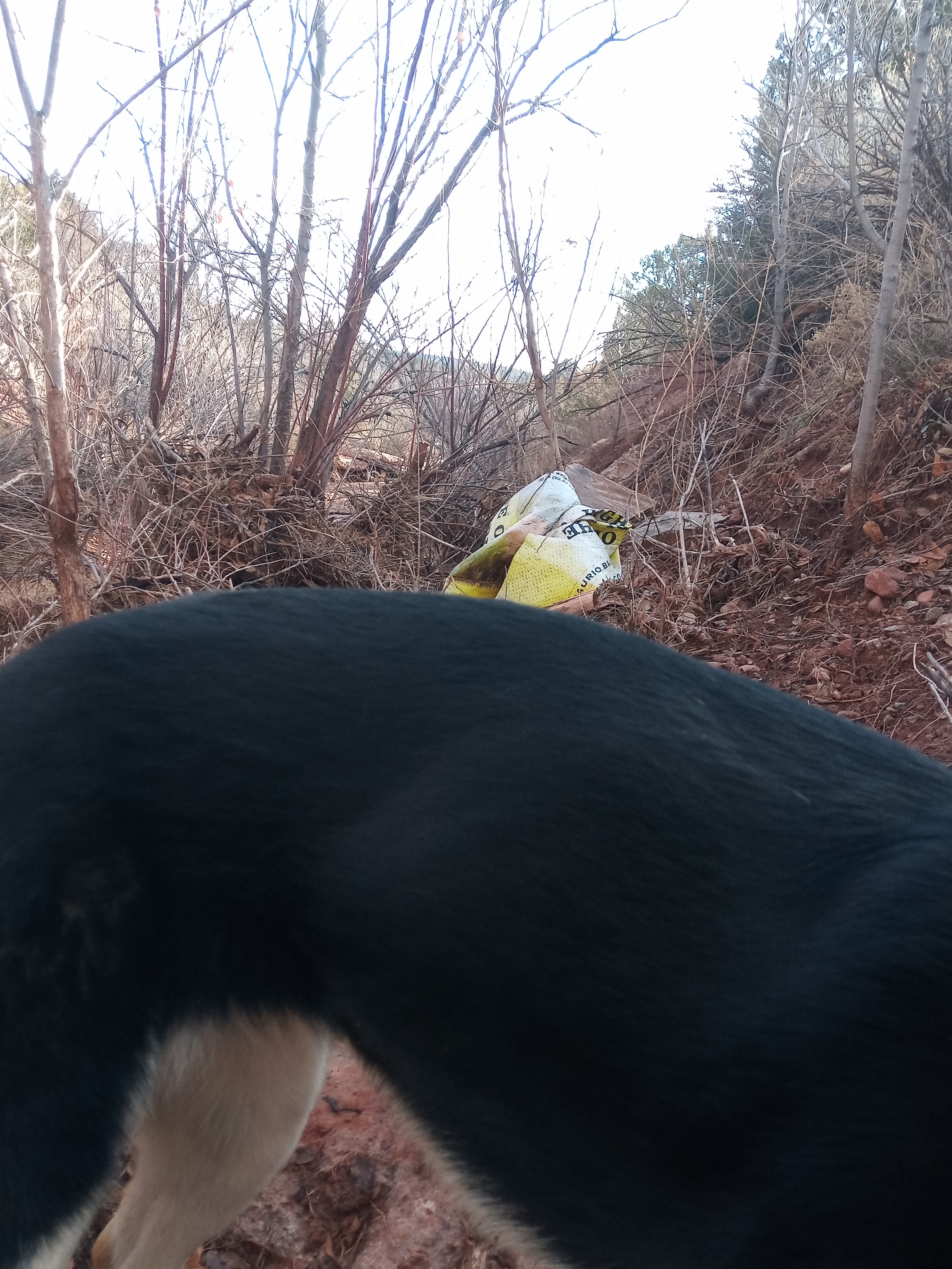 Raw animal camera upload (unprocessed). File: mot-det-20251228-090549.jpg.