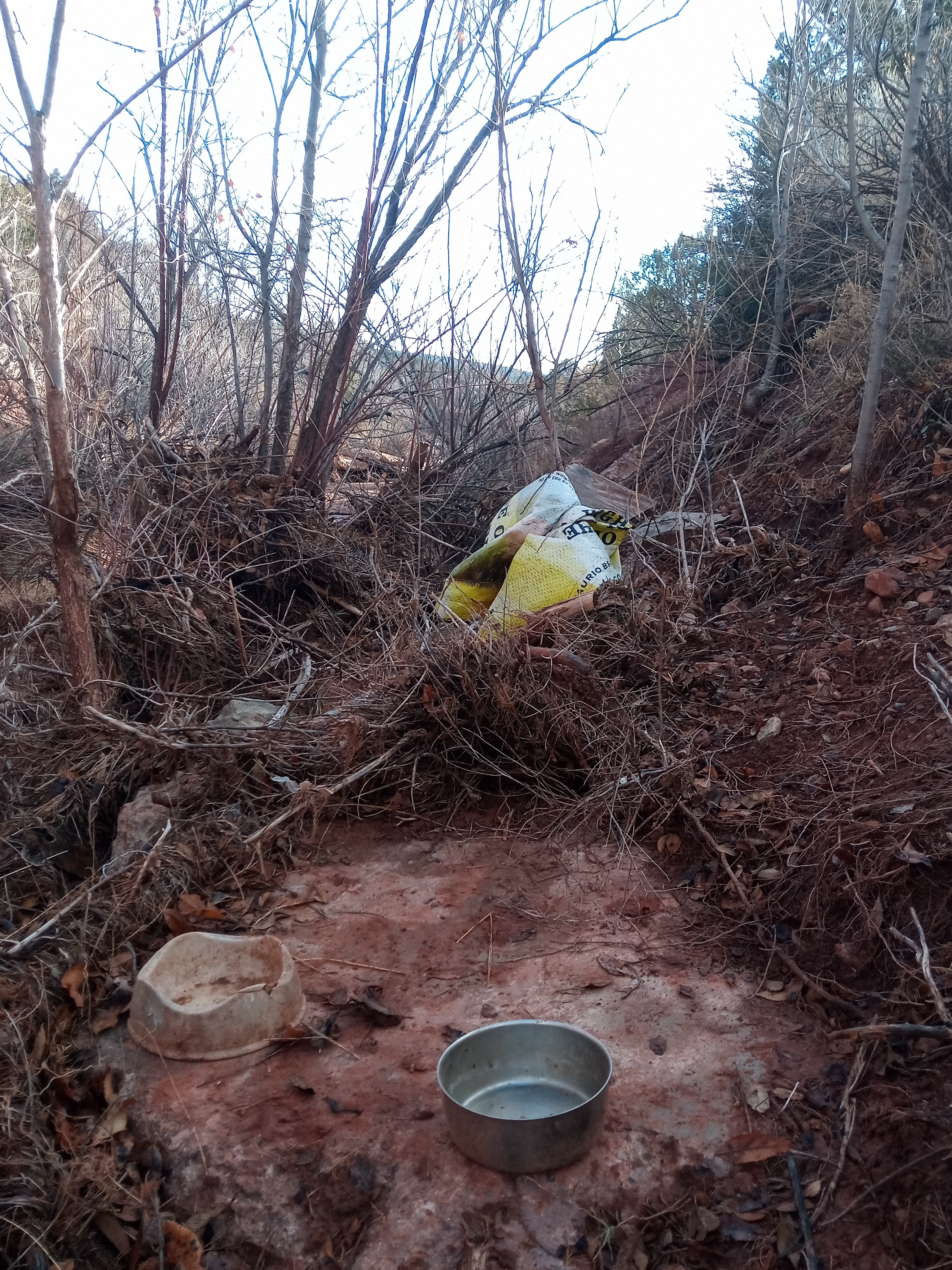 Raw animal camera upload (unprocessed). File: mot-det-20251228-090552.jpg.